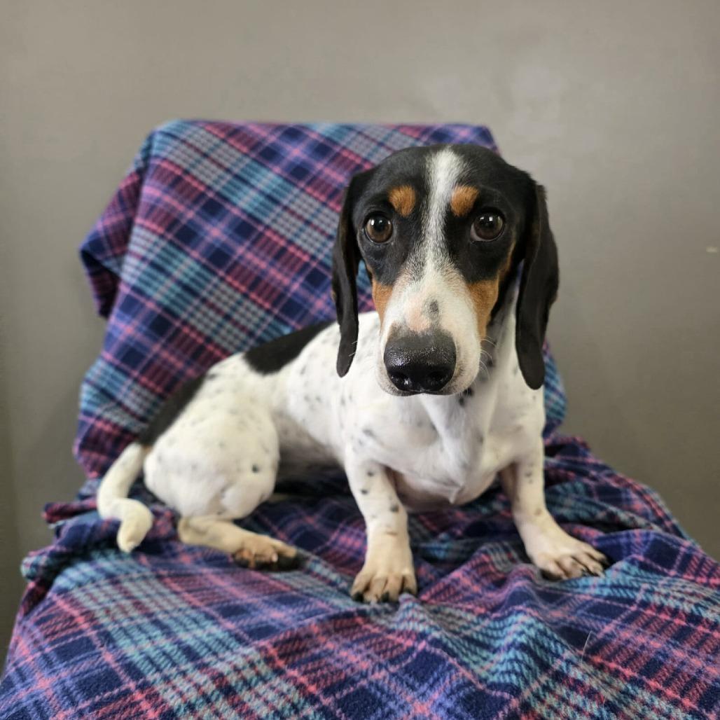 Enlarge Vienna, a Adoptable Dachshund in Jackson, MO image 1/3