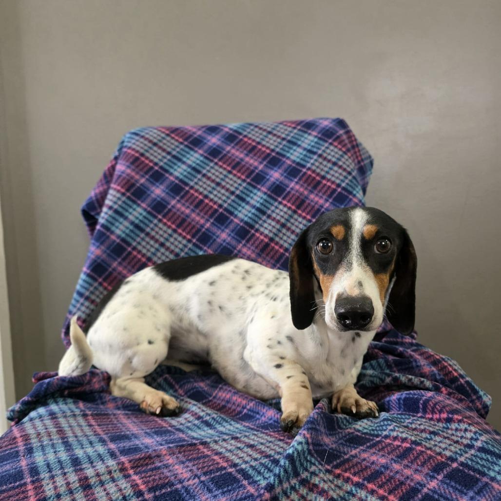 Enlarge Vienna, a Adoptable Dachshund in Jackson, MO image 2/3