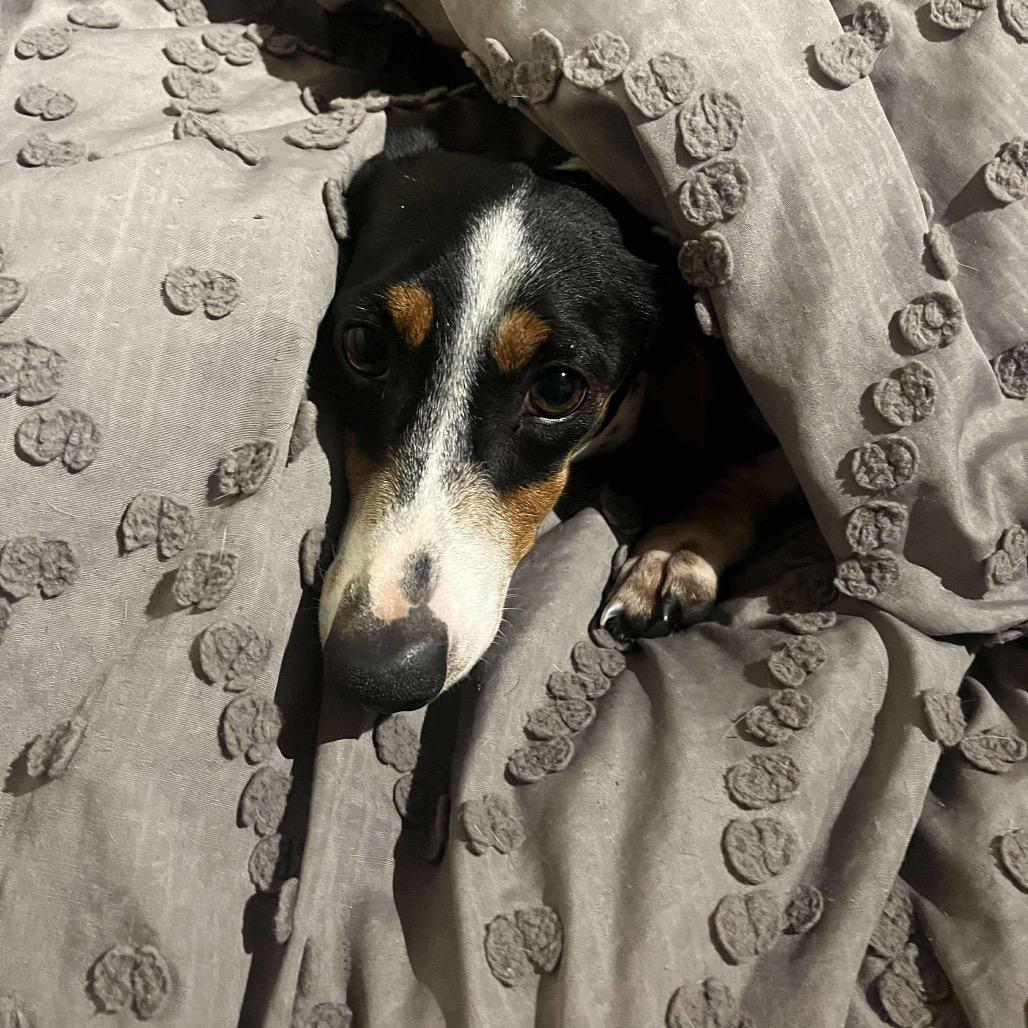 Enlarge Vienna, a Adoptable Dachshund in Jackson, MO image 3/3