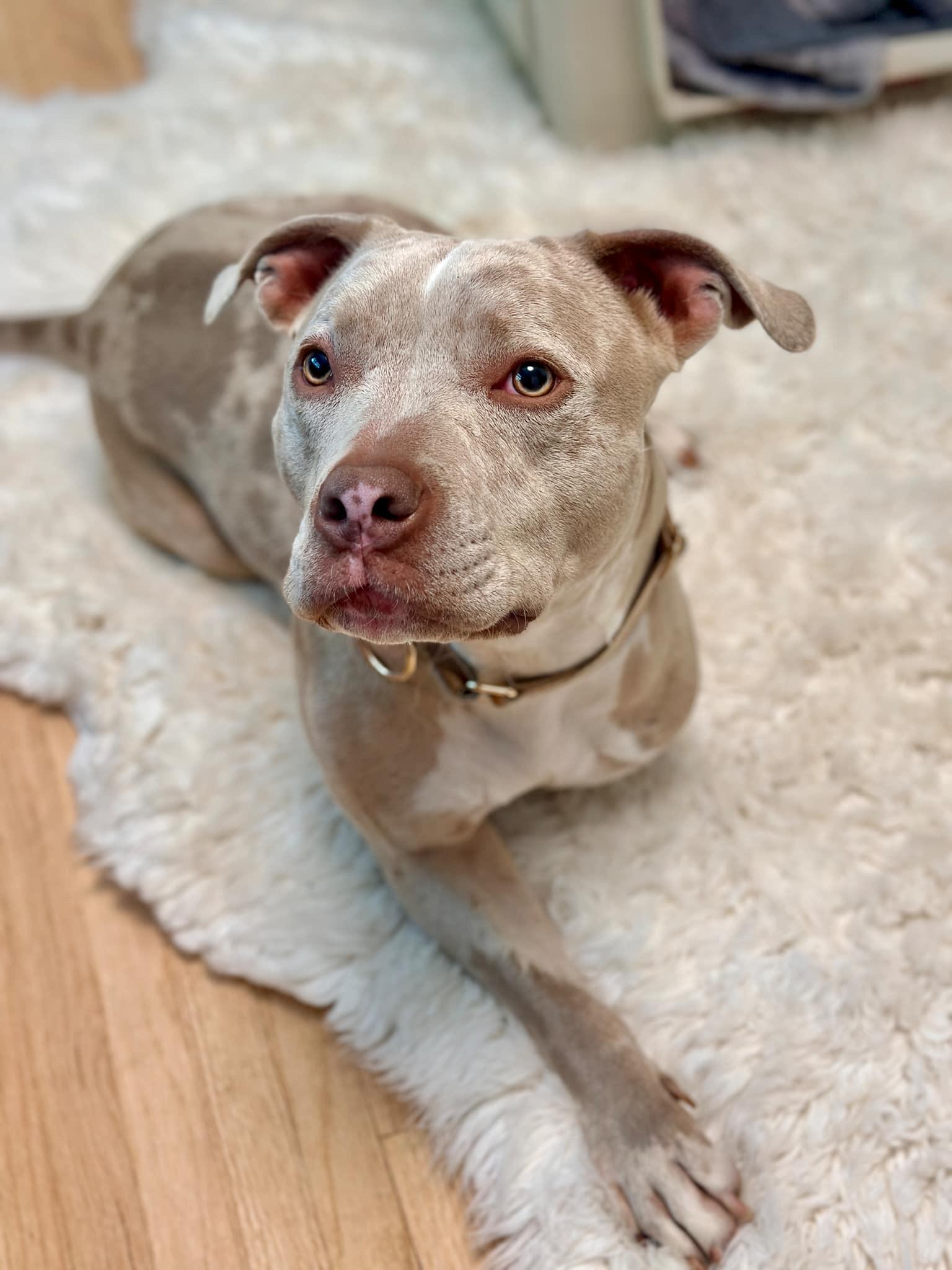 Enlarge Ophelia, a Adoptable Pit Bull Terrier in Minneapolis, MN image 1/6