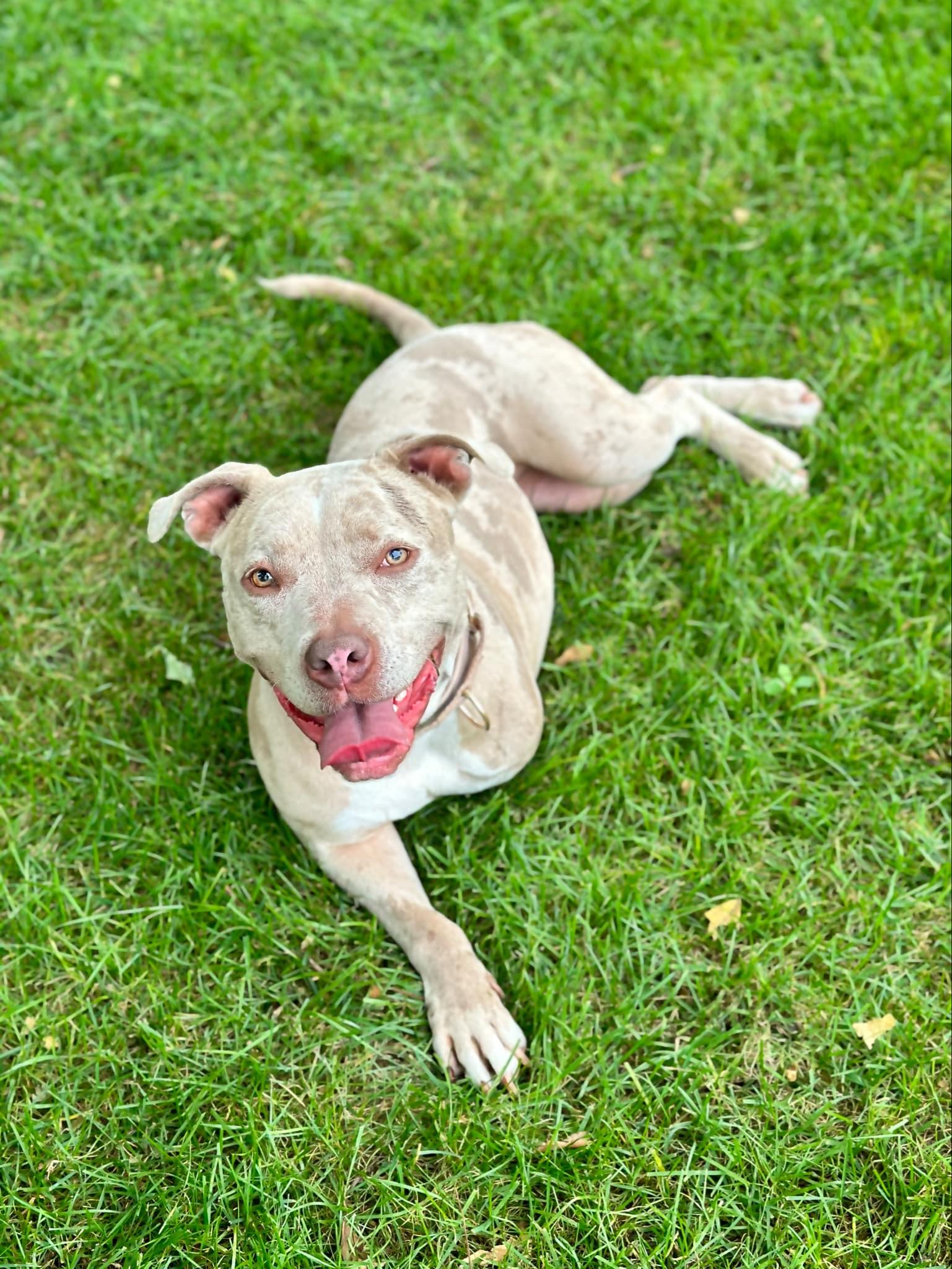 Enlarge Ophelia, a Adoptable Pit Bull Terrier in Minneapolis, MN image 2/6