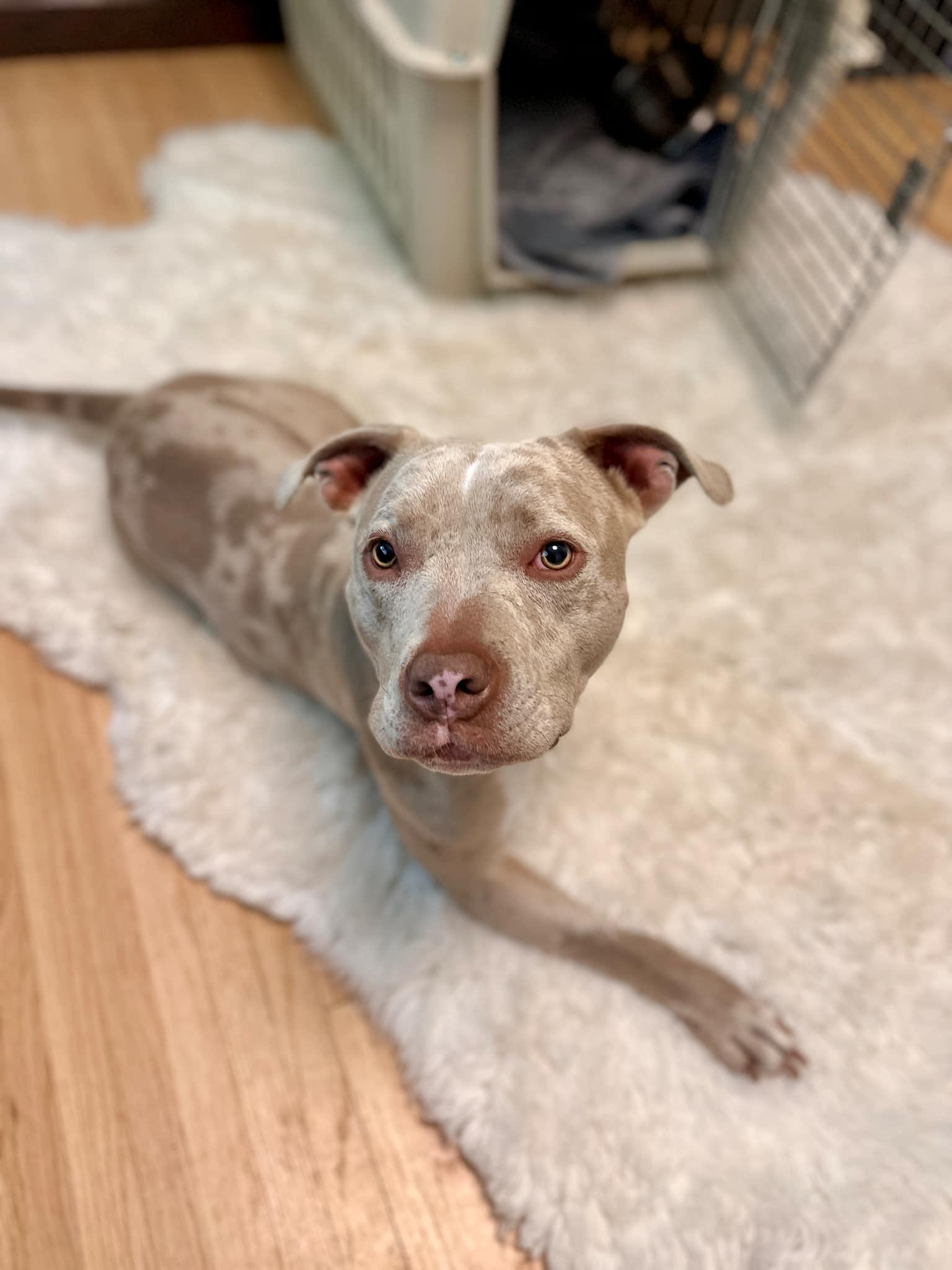 Enlarge Ophelia, a Adoptable Pit Bull Terrier in Minneapolis, MN image 3/6