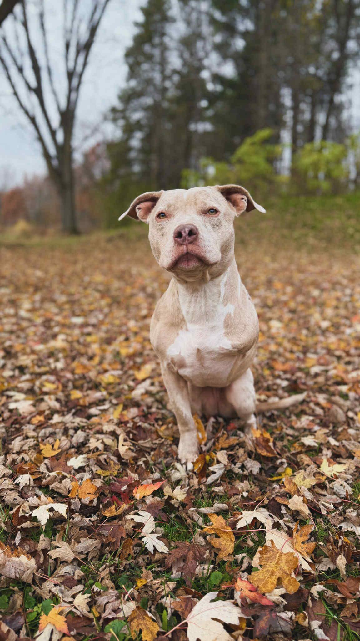 Enlarge Ophelia, a Adoptable Pit Bull Terrier in Minneapolis, MN image 4/6