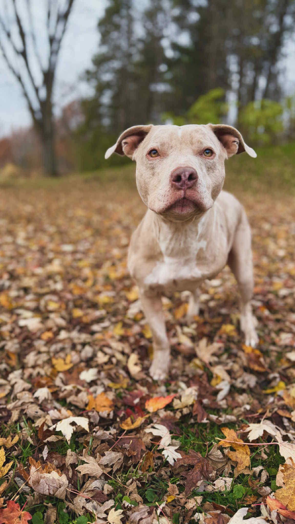 Enlarge Ophelia, a Adoptable Pit Bull Terrier in Minneapolis, MN image 5/6