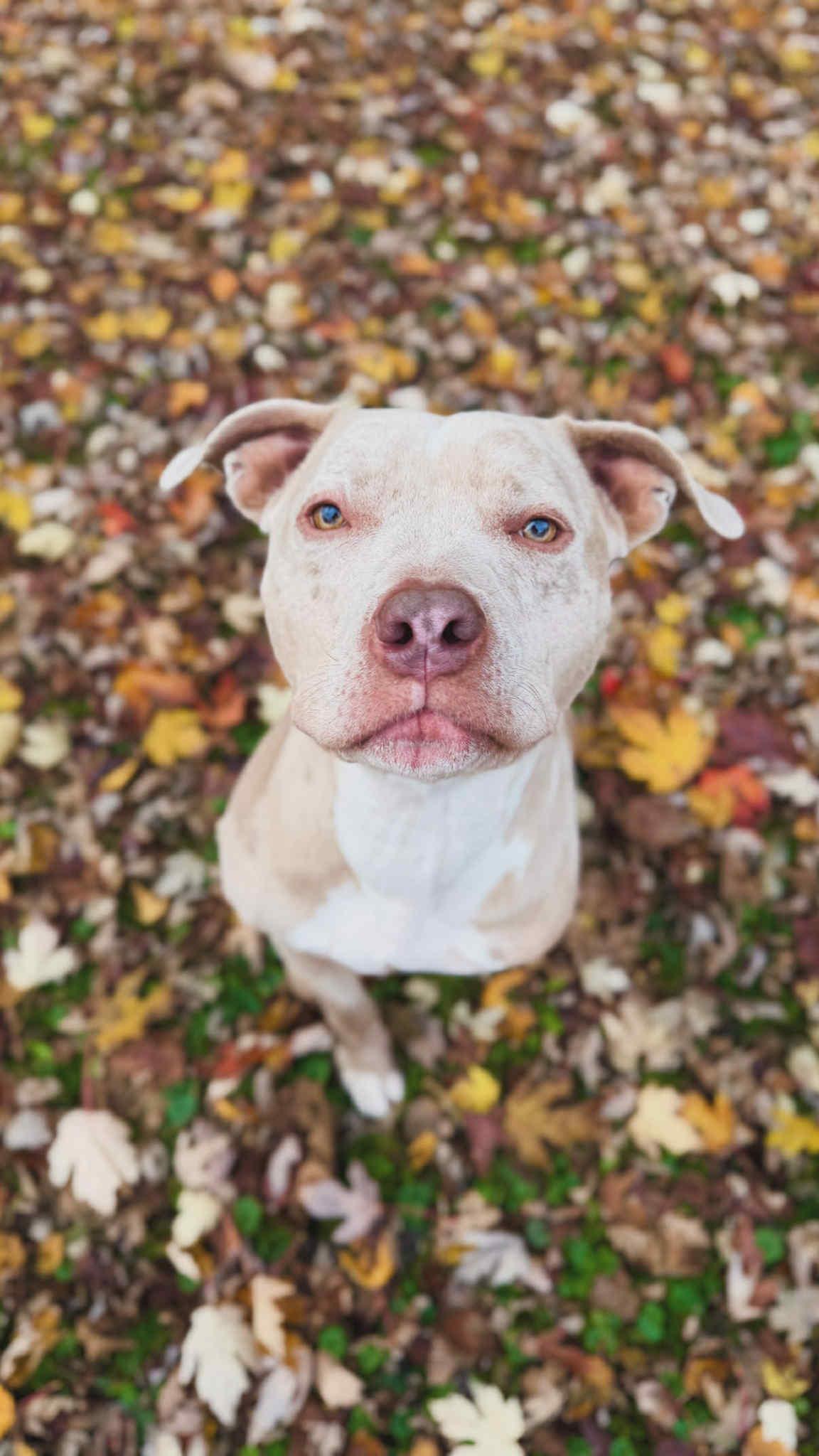 Enlarge Ophelia, a Adoptable Pit Bull Terrier in Minneapolis, MN image 6/6