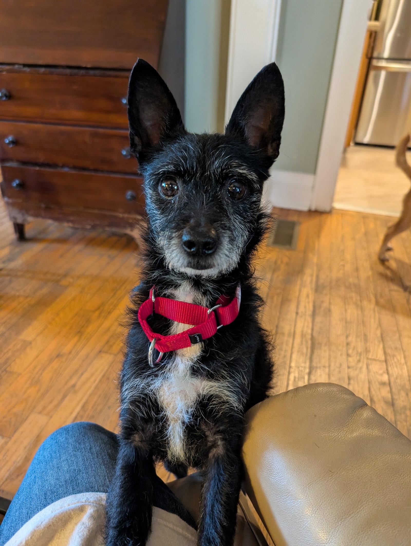 Luke- little Luke, big personality photo