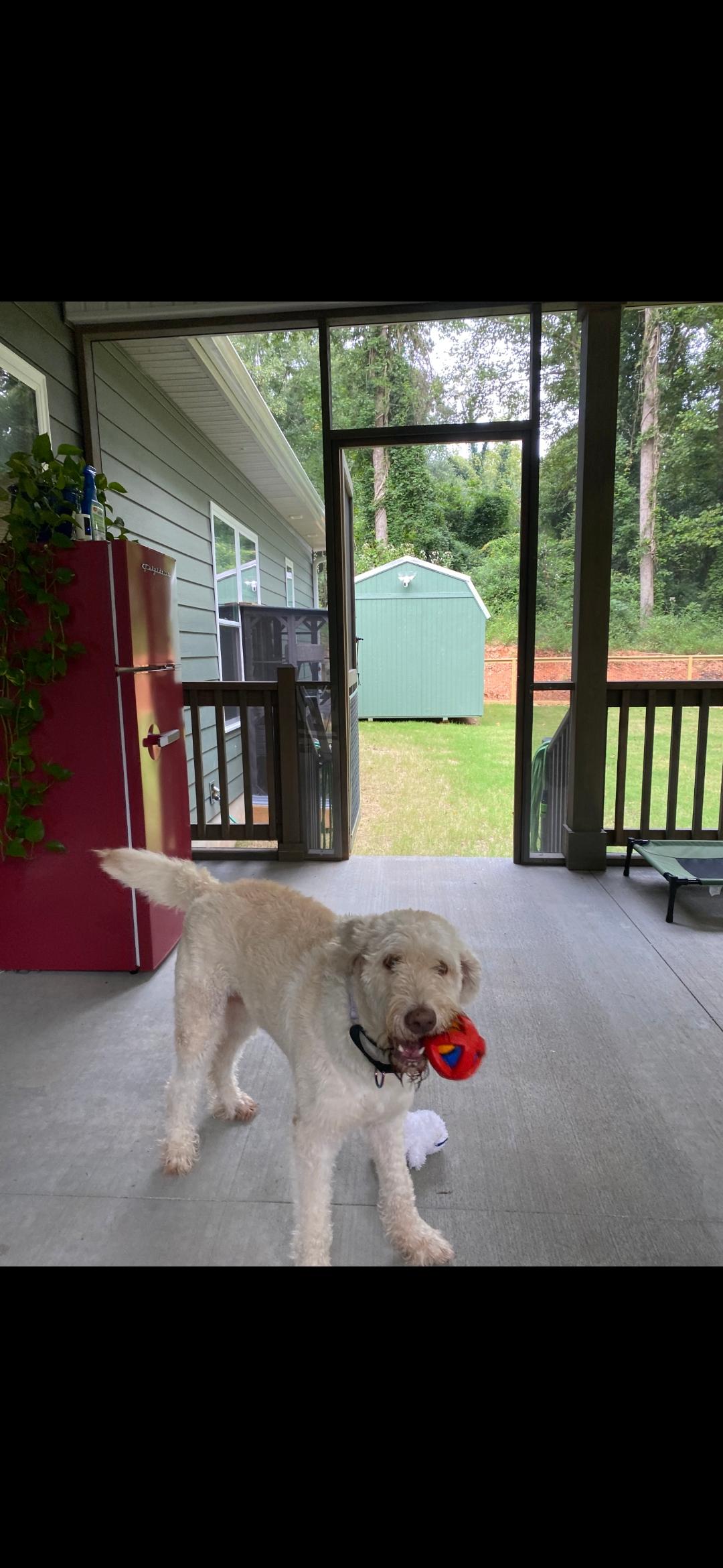 Enlarge Lucky, a Adoptable Goldendoodle in Hartwell, GA image 2/4