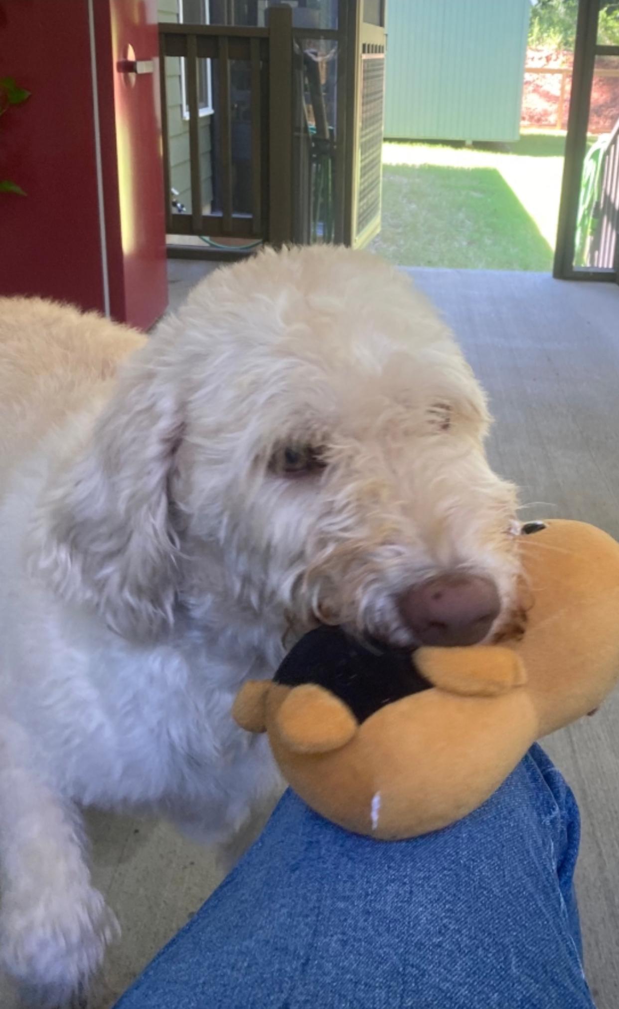 Enlarge Lucky, a Adoptable Goldendoodle in Hartwell, GA image 3/4