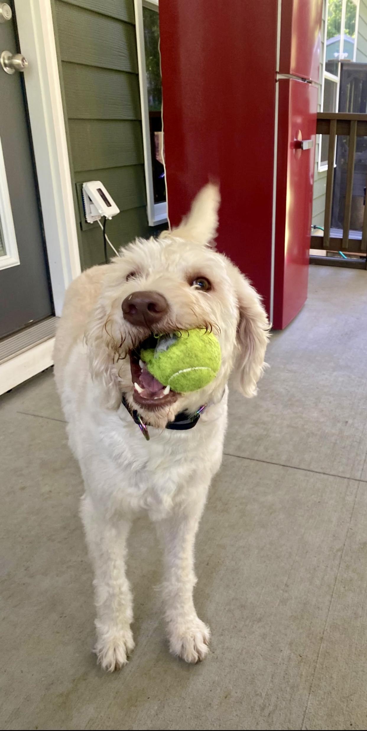 Enlarge Lucky, a Adoptable Goldendoodle in Hartwell, GA image 4/4