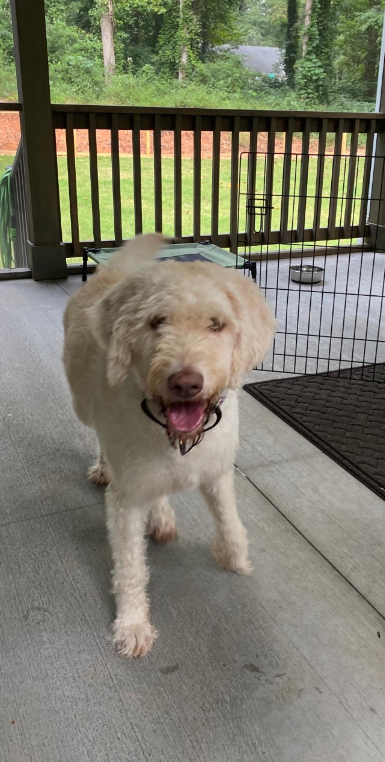 Enlarge Lucky, a Adoptable Goldendoodle in Hartwell, GA image 1/4