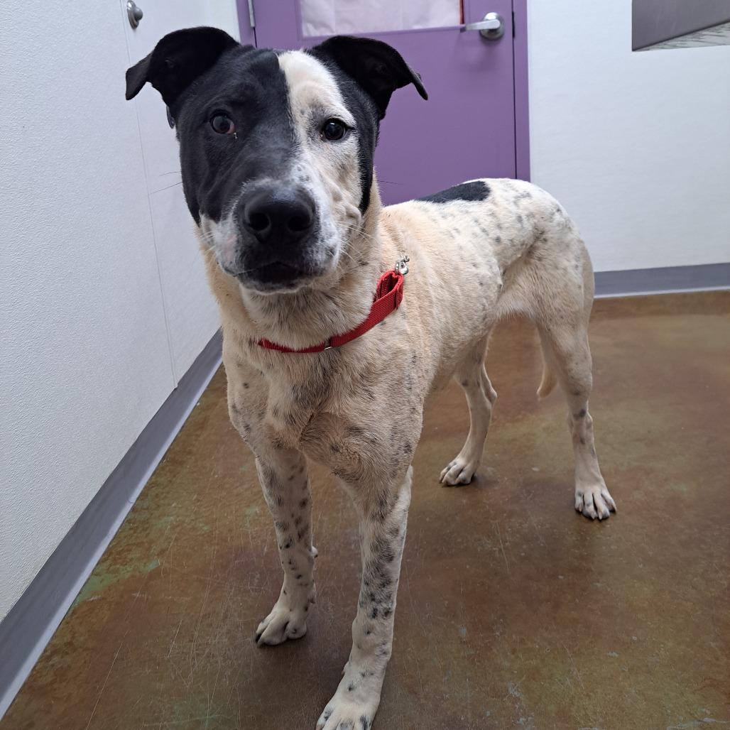 Phantom, Adoptable, Young Male Cattle Dog & Mixed Breed.