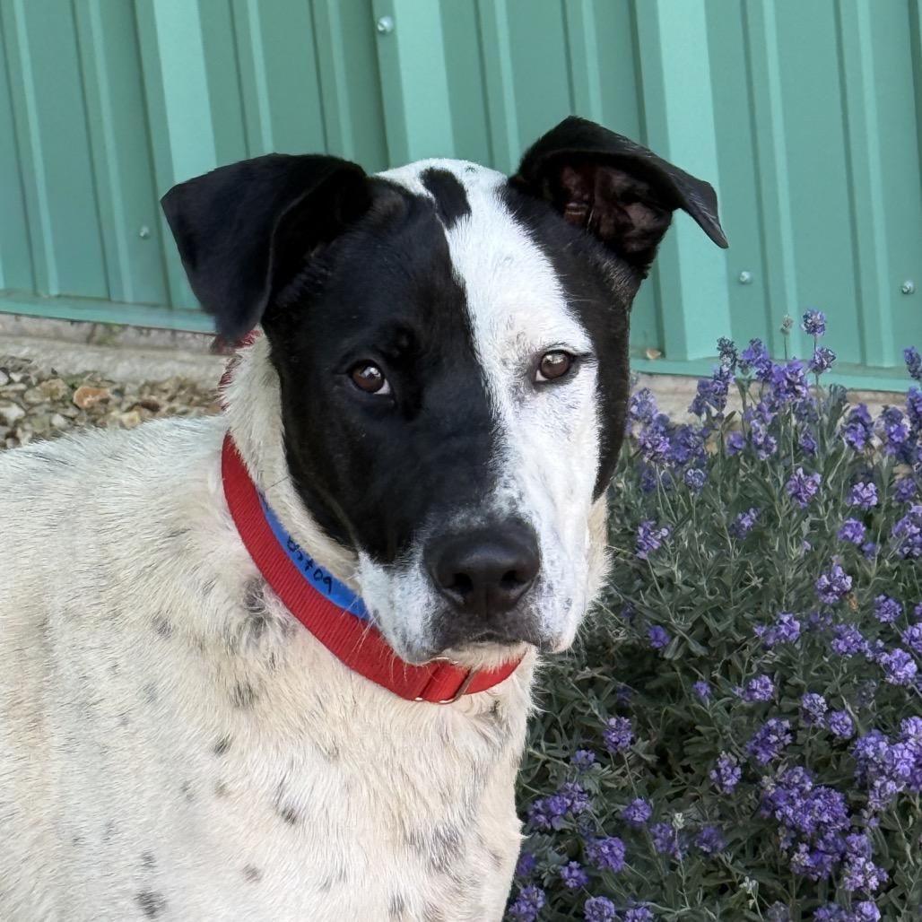 Enlarge Phantom, a Adoptable mixed breed in Albuquerque, NM image 2/6