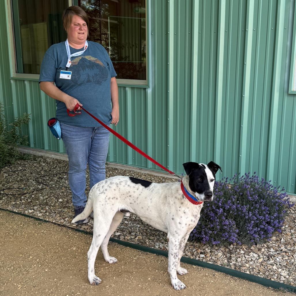 Enlarge Phantom, a Adoptable mixed breed in Albuquerque, NM image 3/6