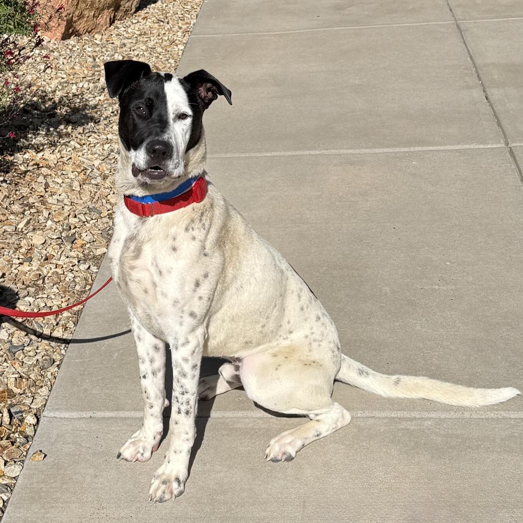 Enlarge Phantom, a Adoptable mixed breed in Albuquerque, NM image 4/6