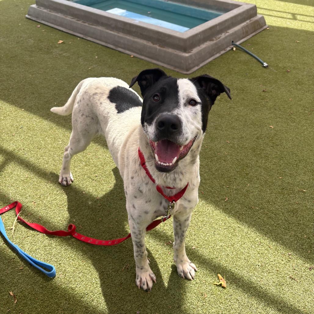 Enlarge Phantom, a Adoptable mixed breed in Albuquerque, NM image 5/6