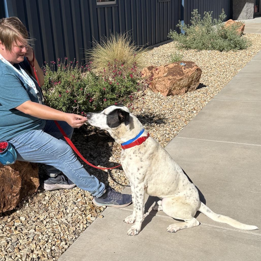 Enlarge Phantom, a Adoptable mixed breed in Albuquerque, NM image 6/6
