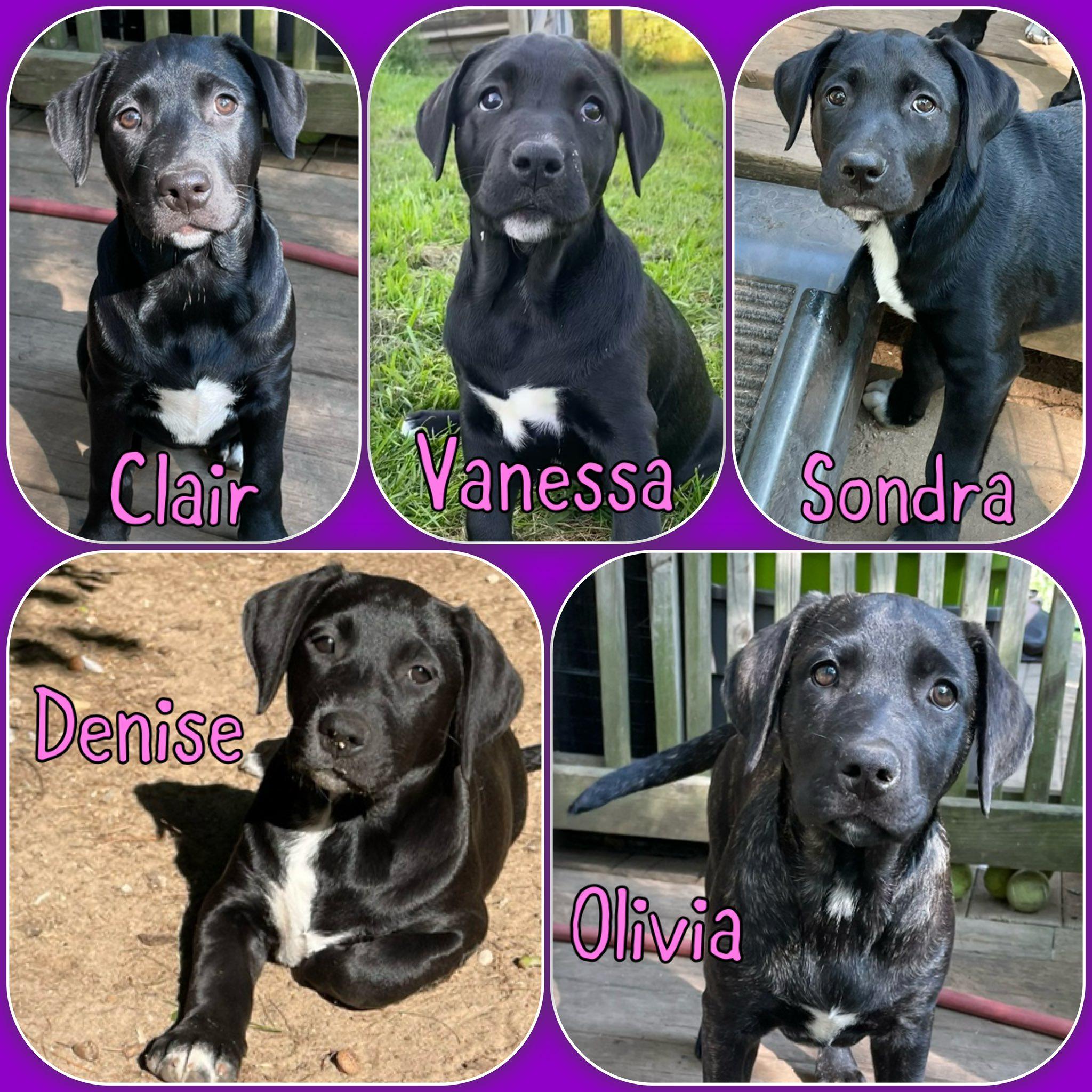 The Cosby litter - girls PUPPIES