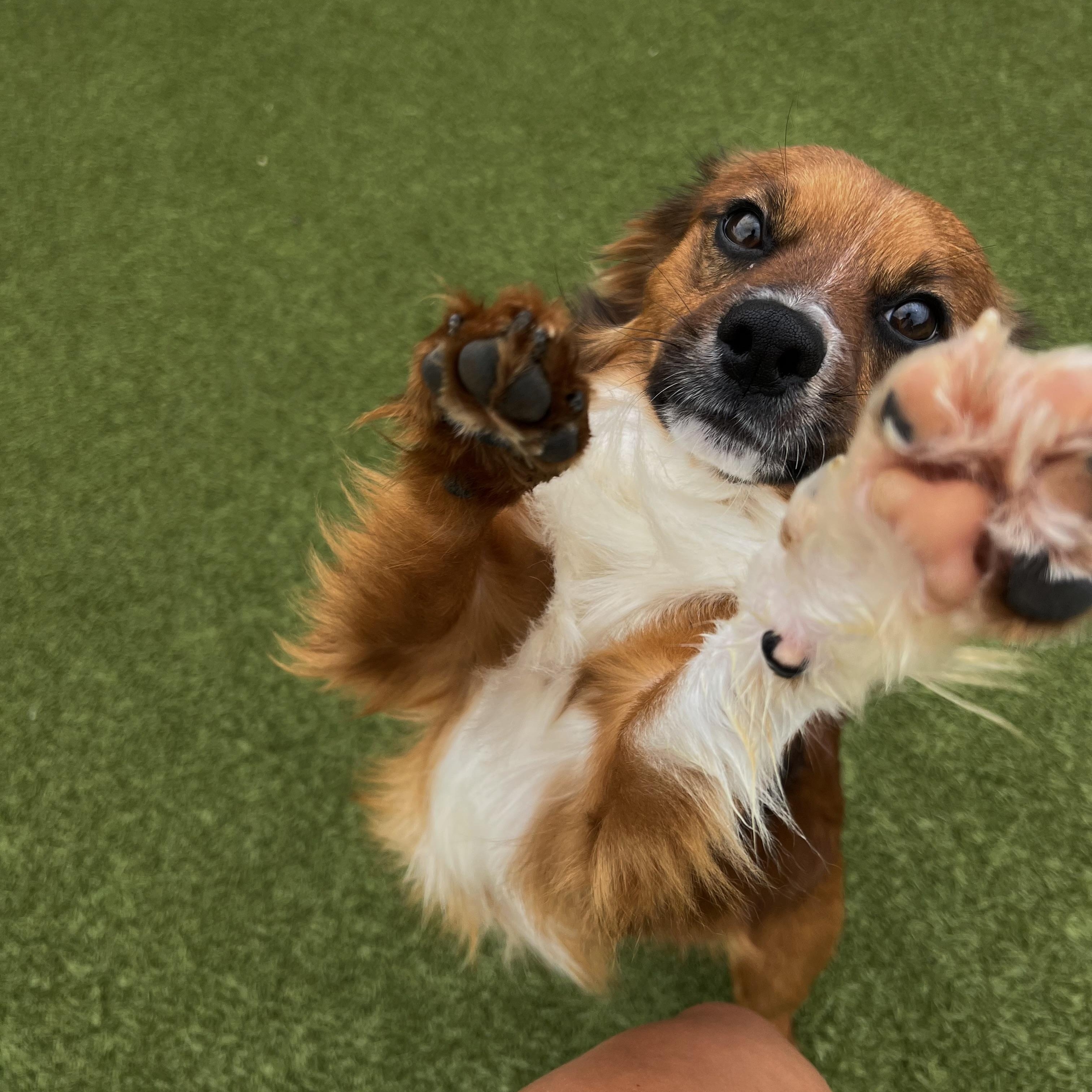 Enlarge Mojo, a ADOPTABLE mixed breed in Terre Haute, IN image 2/3