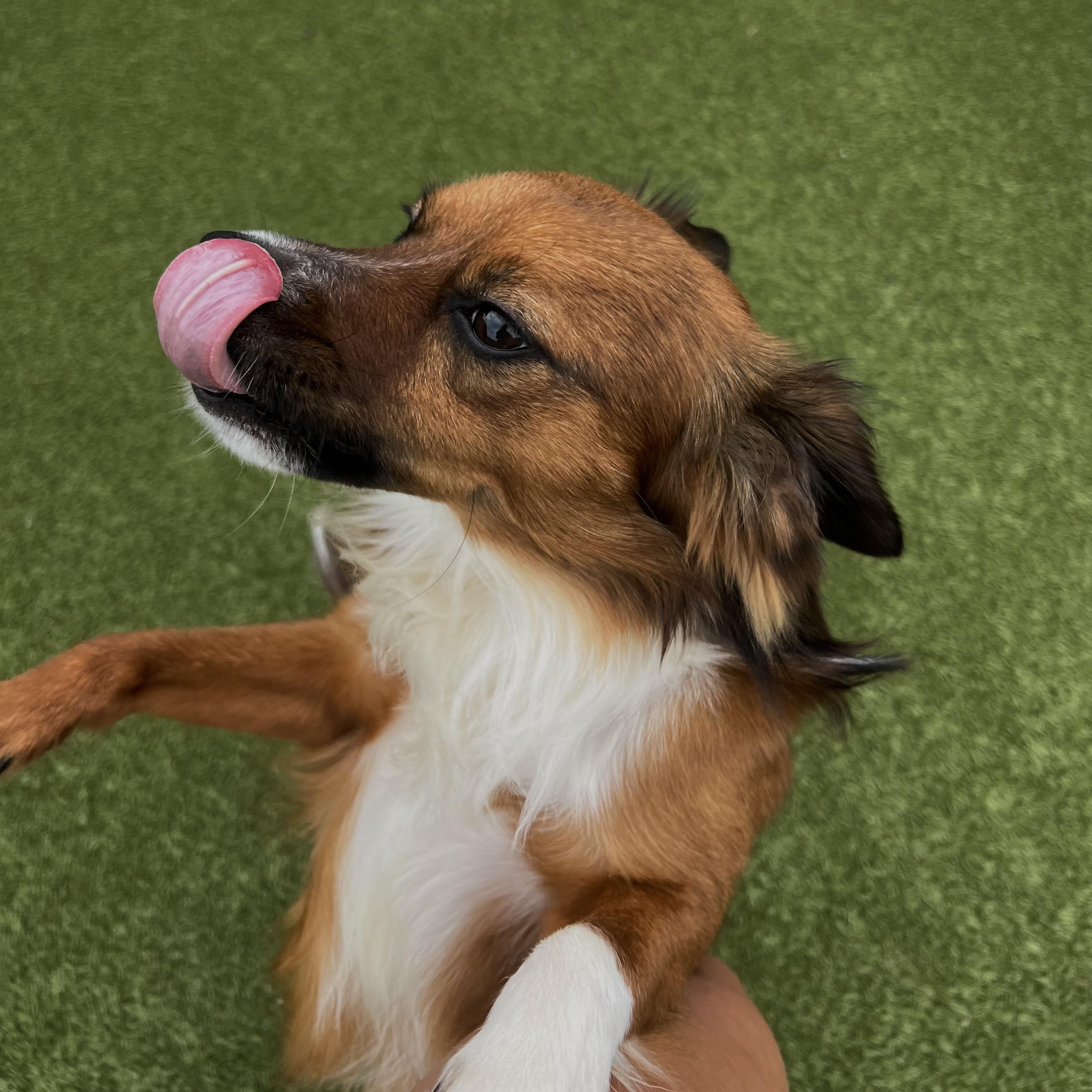 Enlarge Mojo, a ADOPTABLE mixed breed in Terre Haute, IN image 3/3