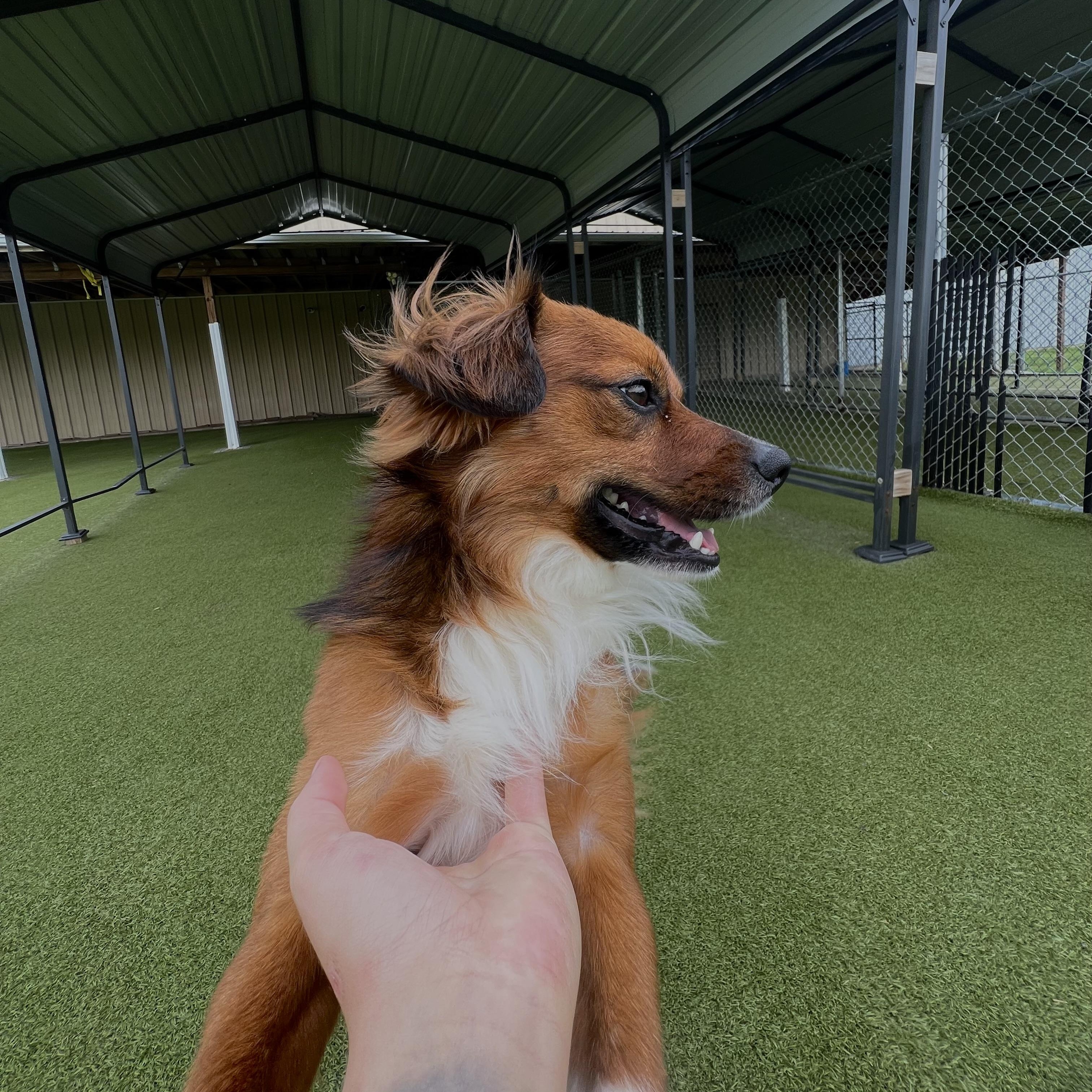 Enlarge Mojo, a ADOPTABLE mixed breed in Terre Haute, IN image 1/3