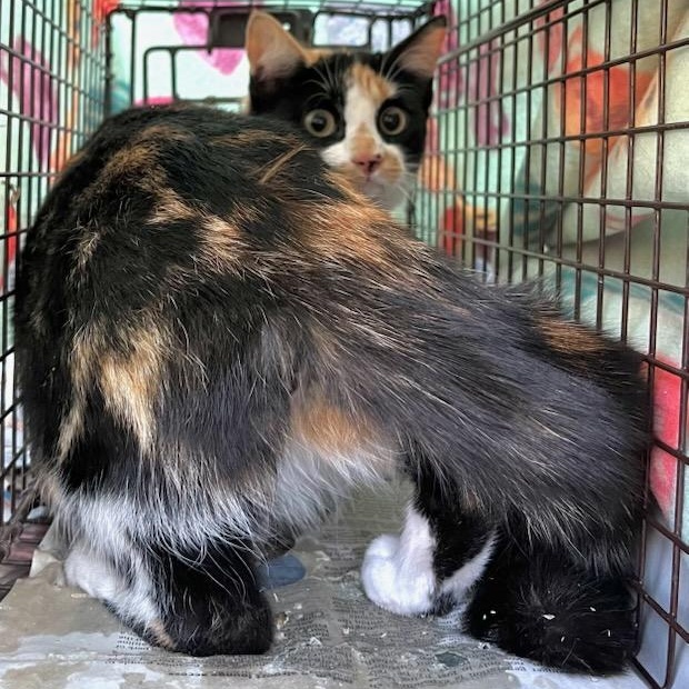 Enlarge Violet, a ADOPTABLE mixed breed in Stanhope, NJ image 2/4