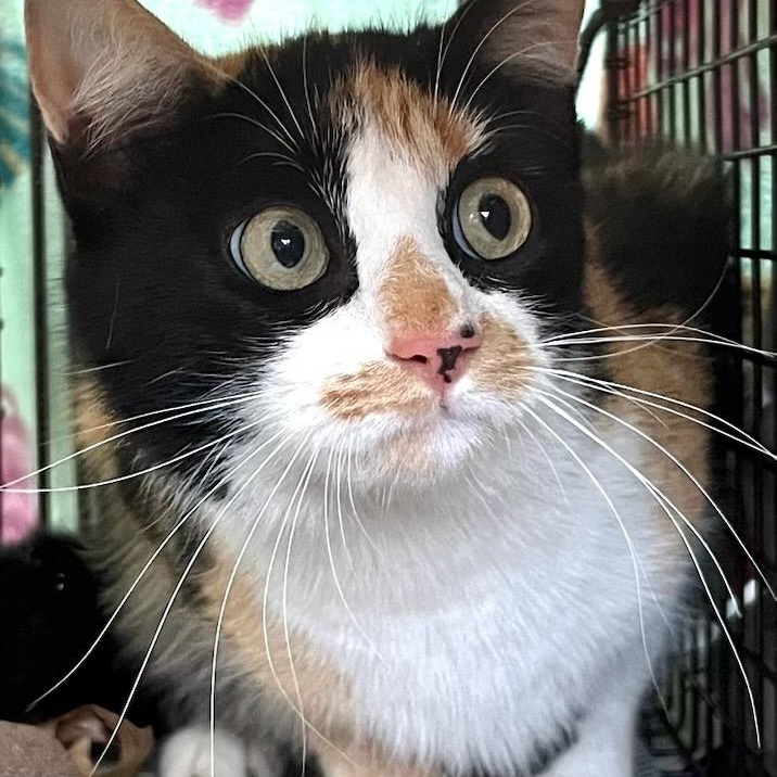 Violet, ADOPTABLE, Young Female Domestic Long Hair.