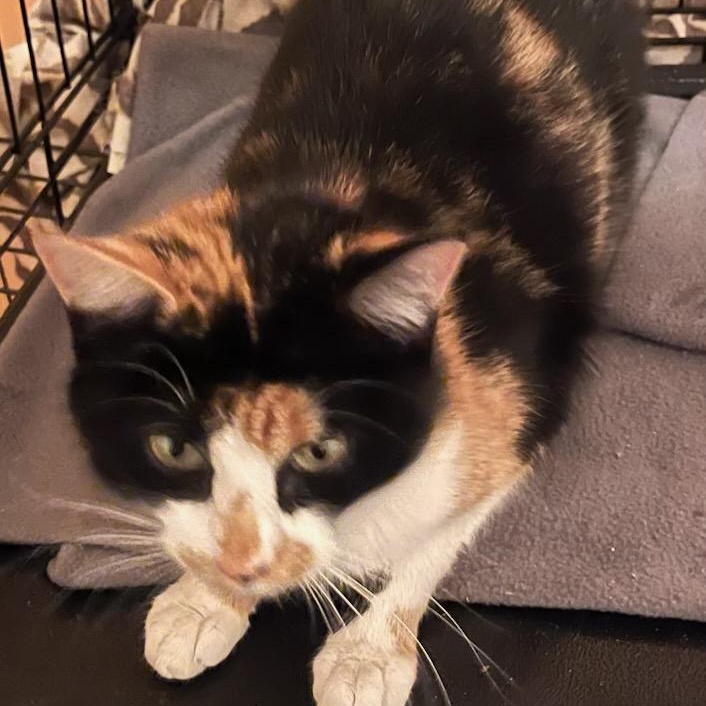 Enlarge Violet, a ADOPTABLE mixed breed in Stanhope, NJ image 3/4