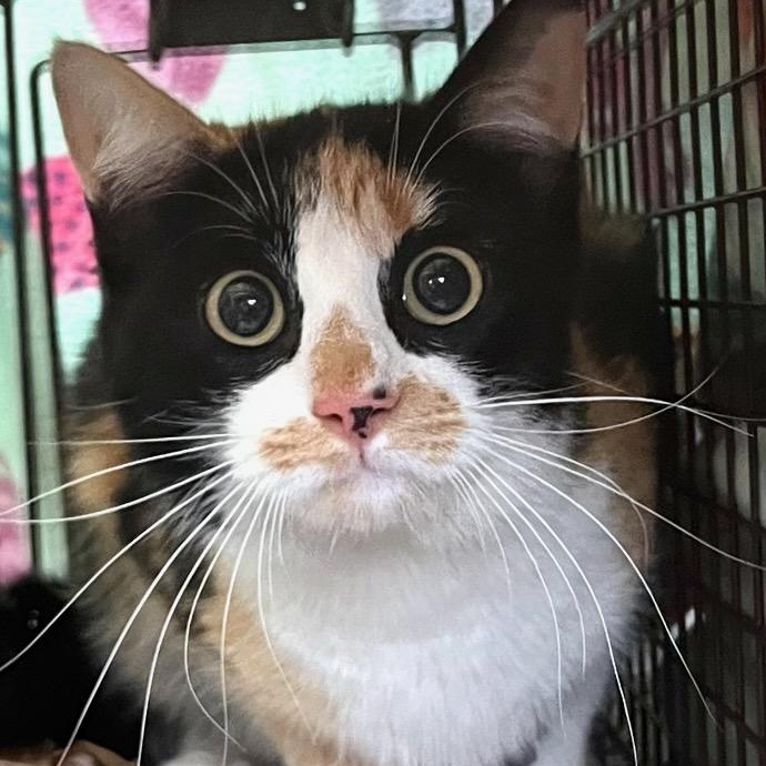 Enlarge Violet, a ADOPTABLE mixed breed in Stanhope, NJ image 4/4