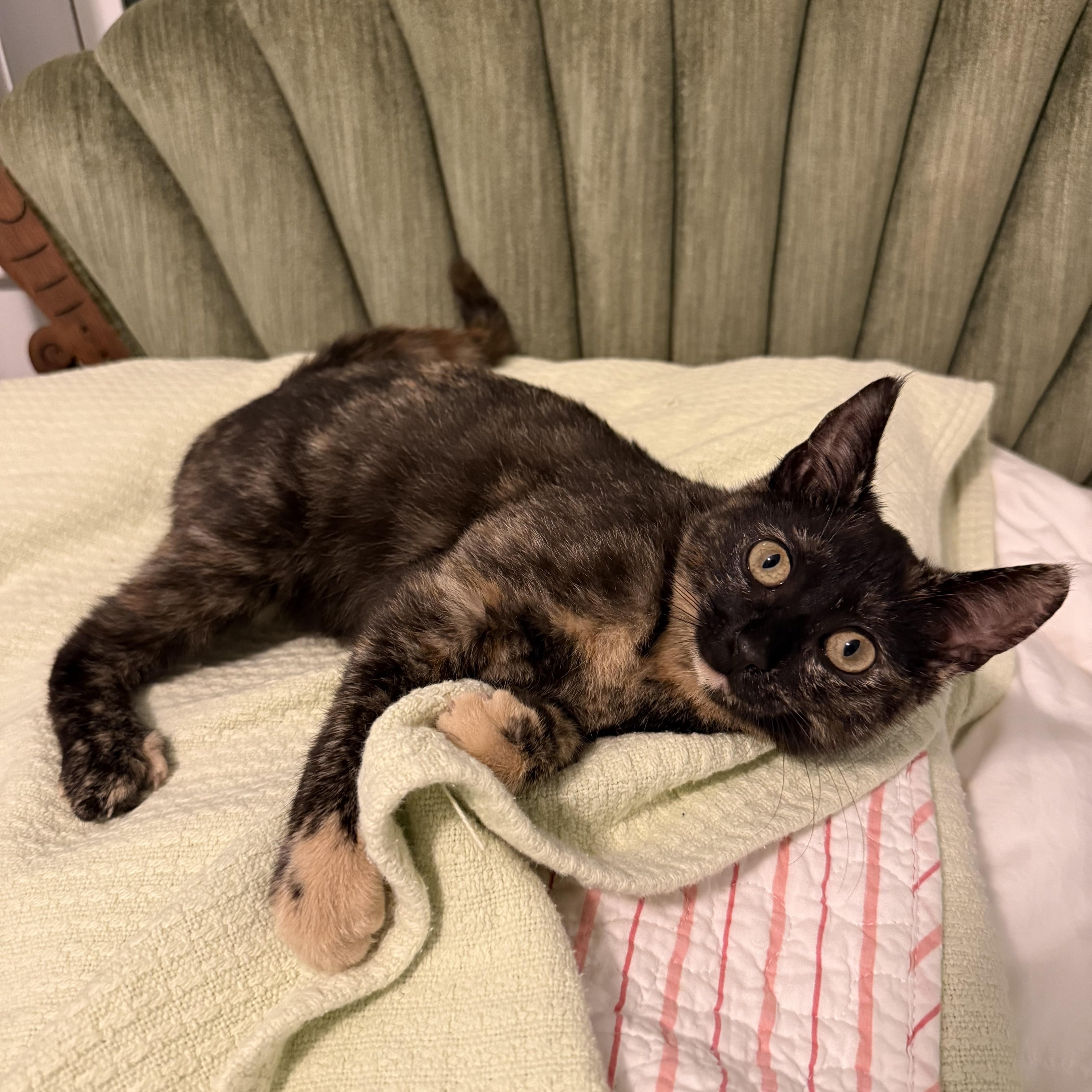 Enlarge Penny, an adopted Domestic Short Hair in Tallahassee, FL image 2/4