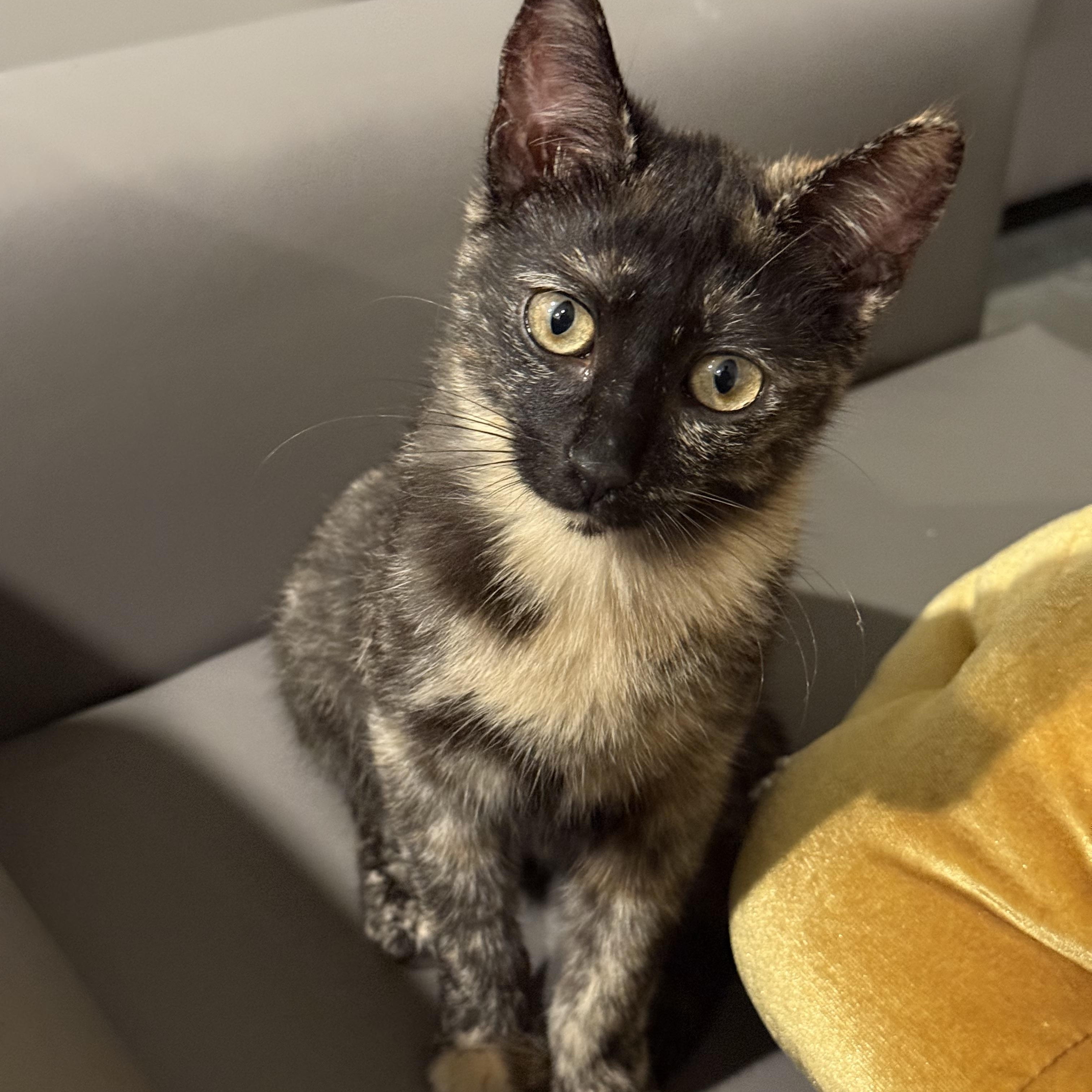 Enlarge Penny, an adopted Domestic Short Hair in Tallahassee, FL image 3/4