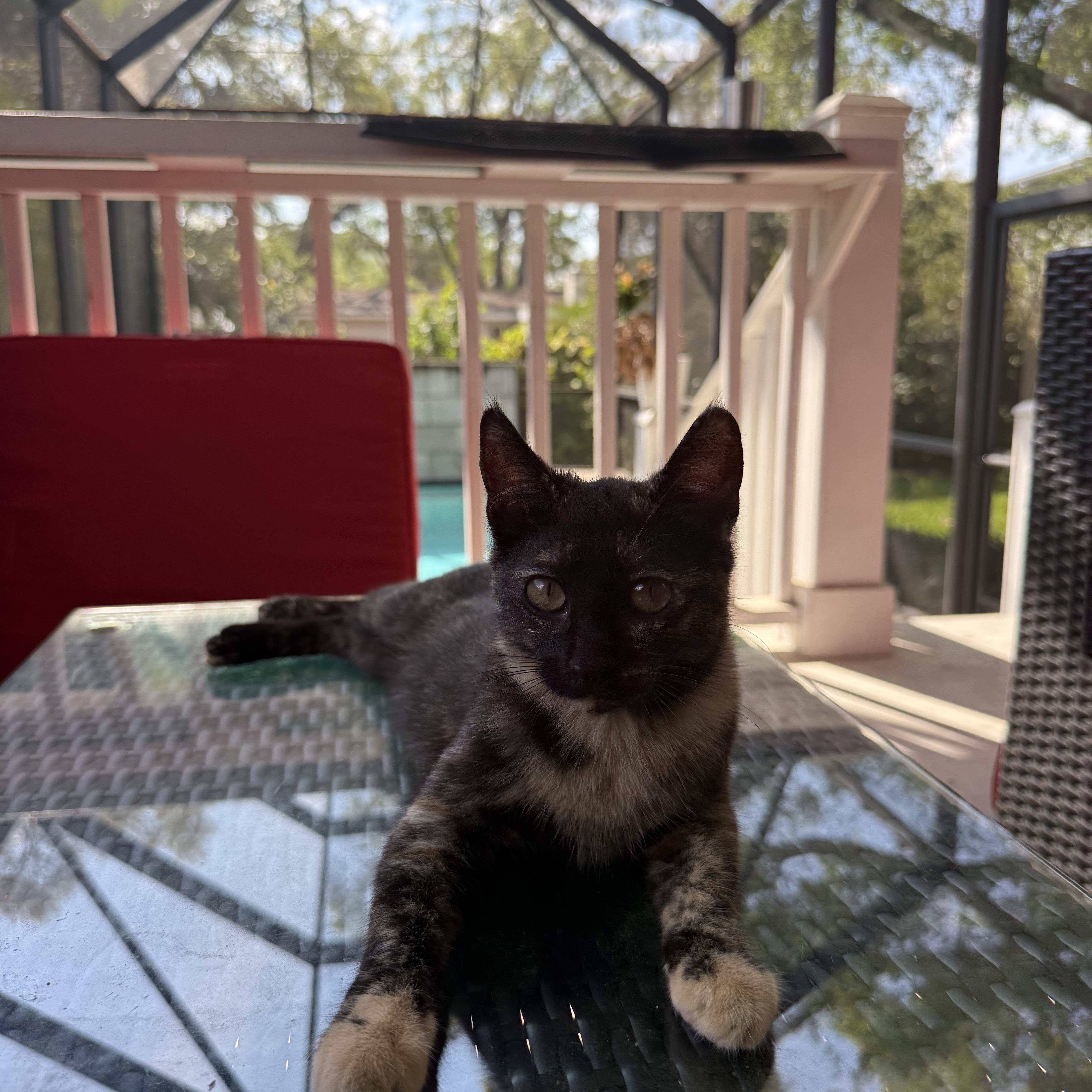 Enlarge Penny, an adopted Domestic Short Hair in Tallahassee, FL image 4/4