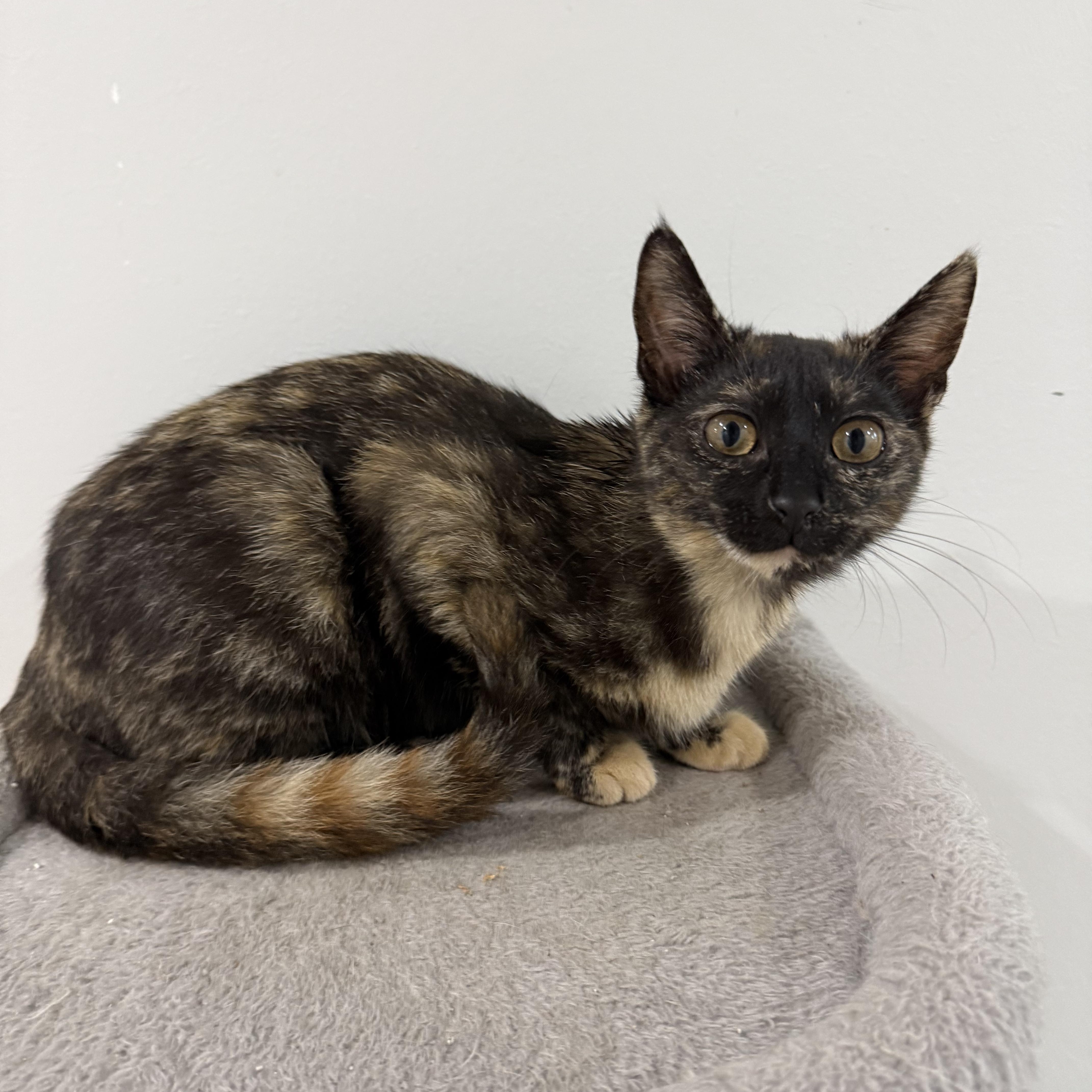 Penny, adopted, Young Female Domestic Short Hair.