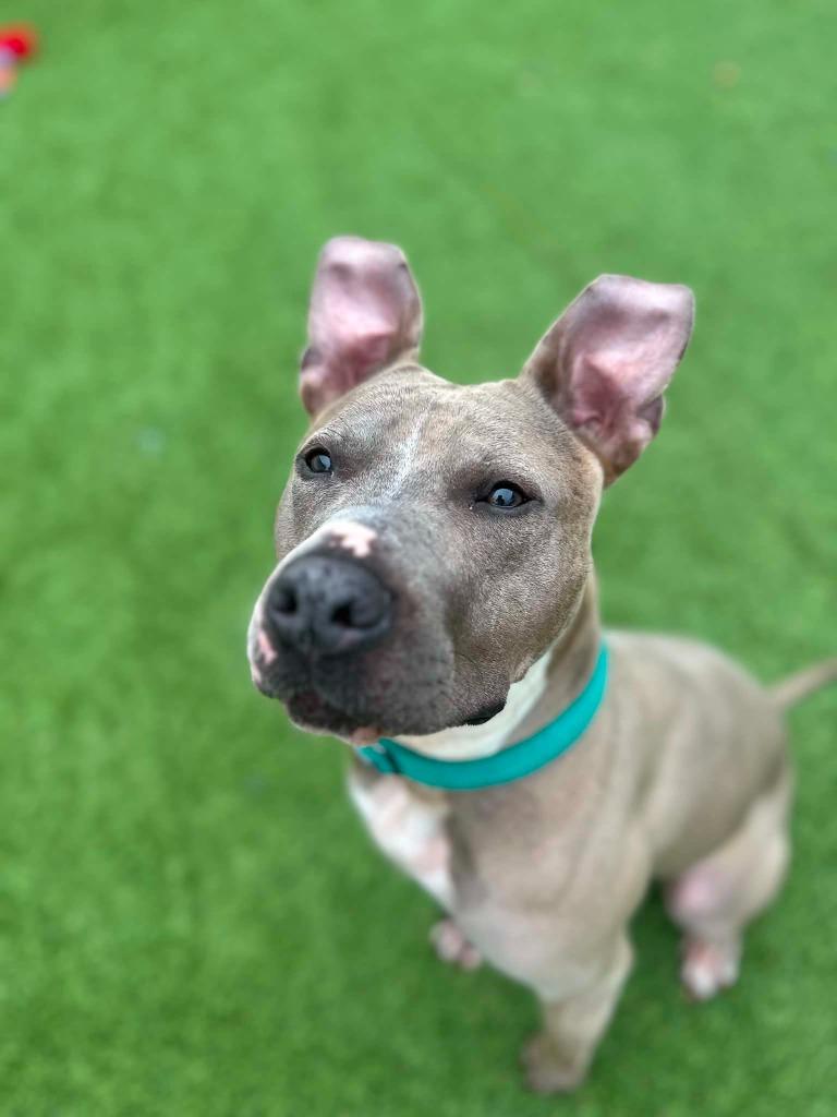 Honey, a Adoptable mixed breed in Detroit, MI image 1/6