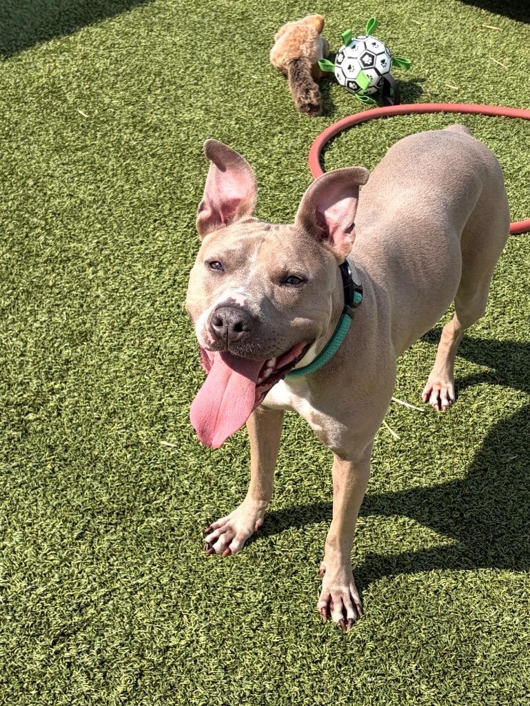 Honey, a Adoptable mixed breed in Detroit, MI image 2/6