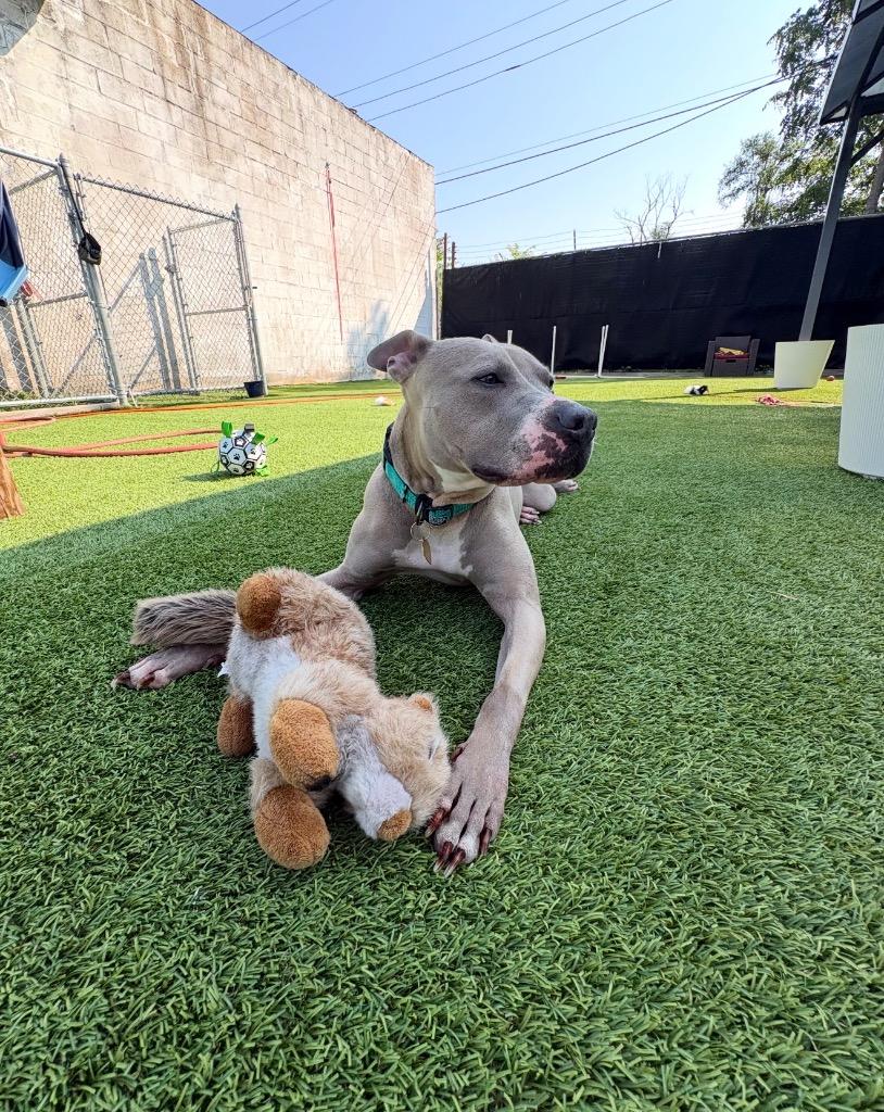 Honey, a Adoptable mixed breed in Detroit, MI image 3/6
