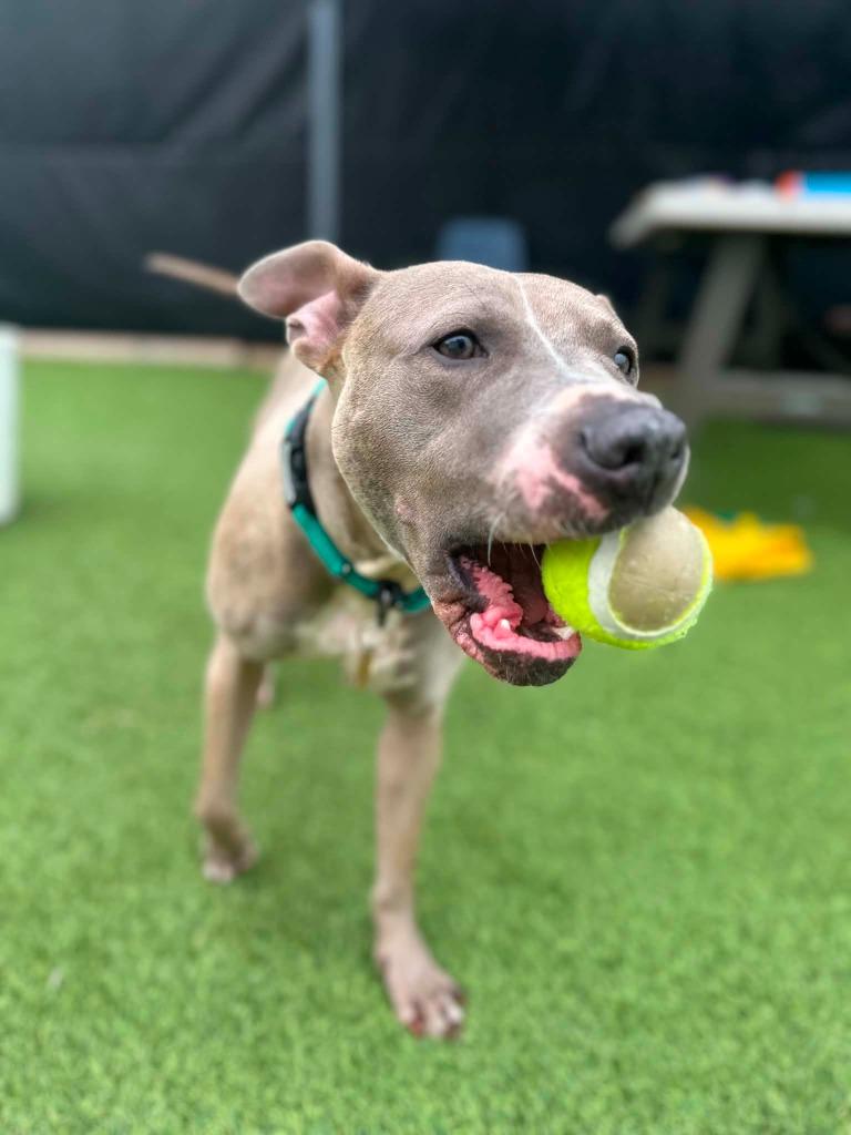 Honey, a Adoptable mixed breed in Detroit, MI image 4/6