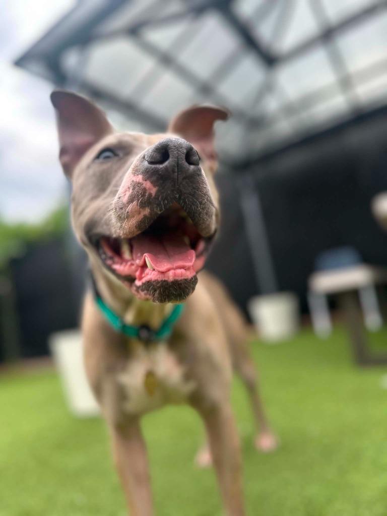 Honey, a Adoptable mixed breed in Detroit, MI image 5/6