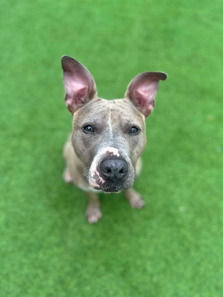 Honey, a Adoptable mixed breed in Detroit, MI image 6/6