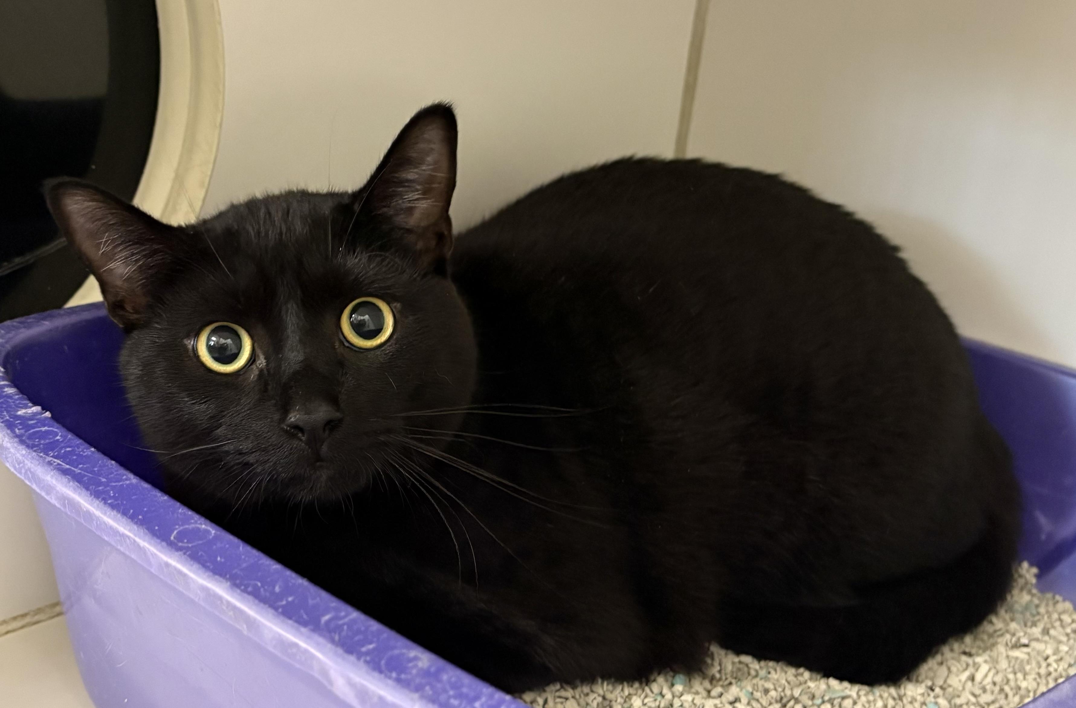 Enlarge Bear, an adopted Domestic Short Hair in Mansfield, CT image 1/1