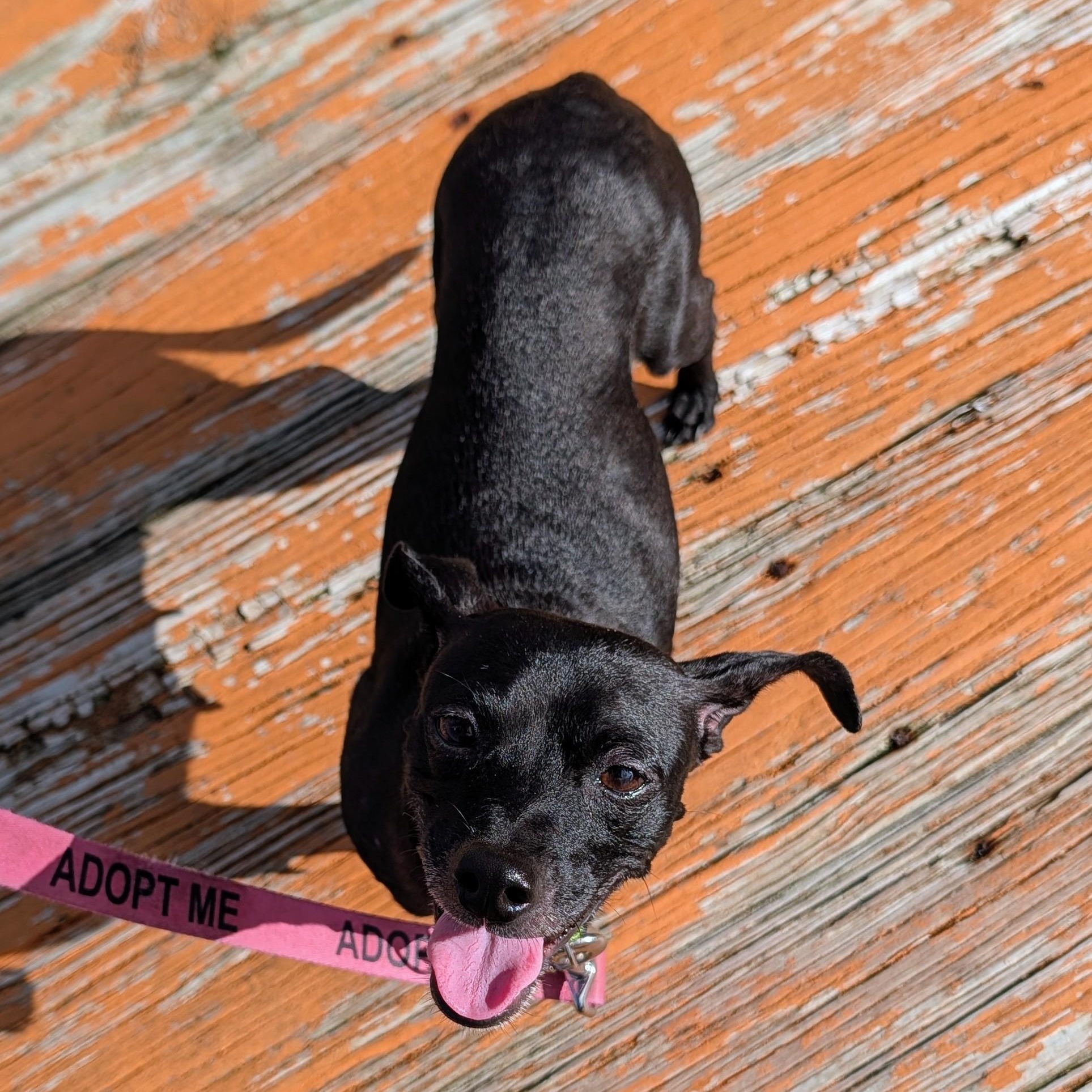 Enlarge Bridgette, a Adoptable mixed breed in Annapolis, MD image 4/6