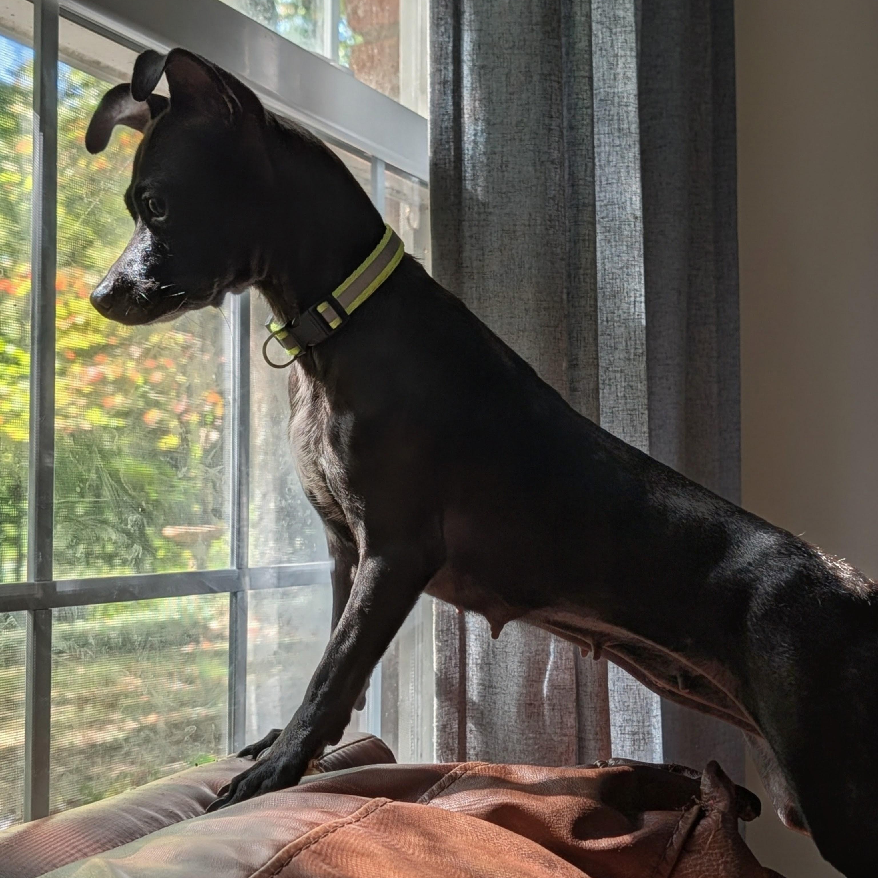 Enlarge Bridgette, a Adoptable mixed breed in Annapolis, MD image 6/6