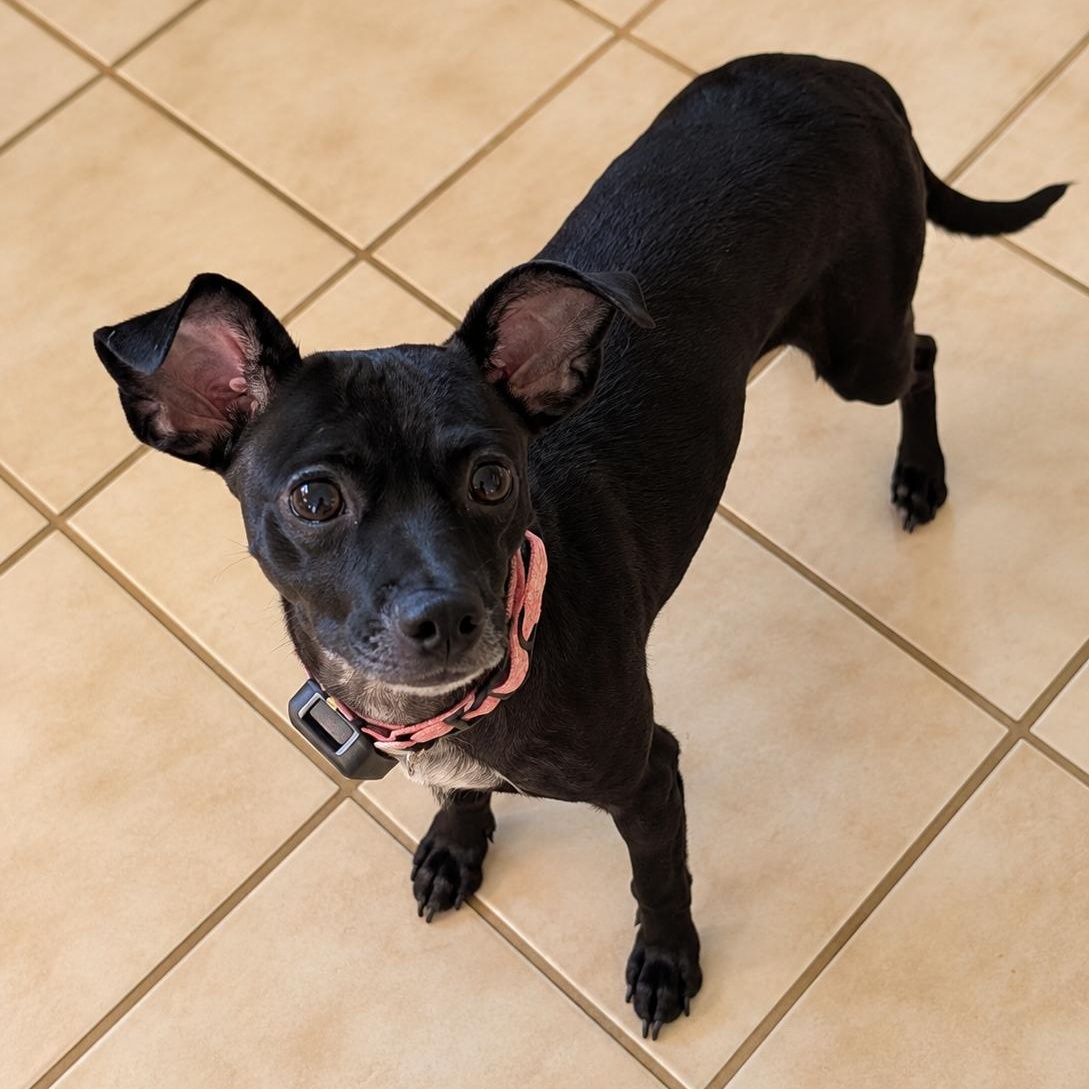Bridgette, Adoptable, Adult Female Chihuahua.
