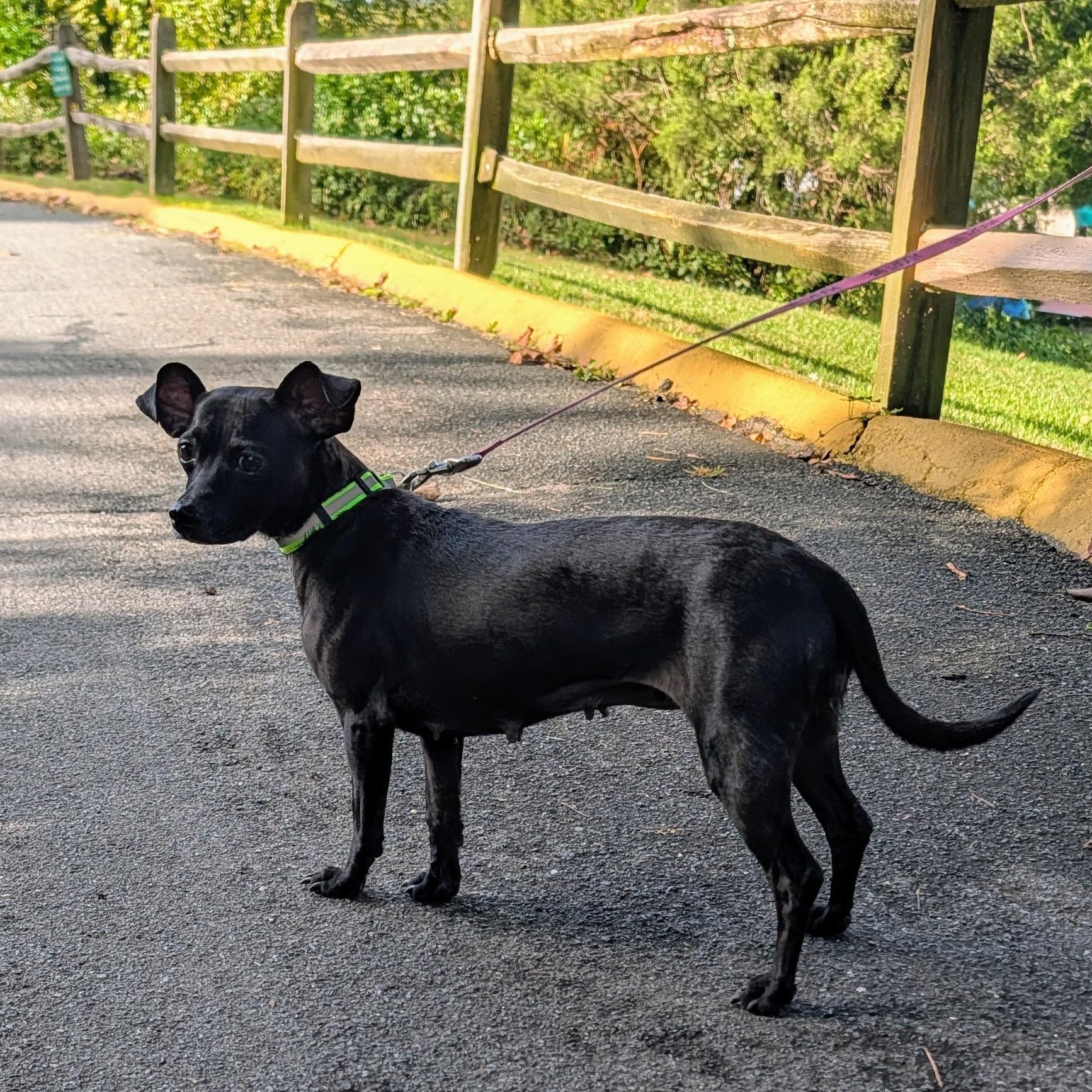 Enlarge Bridgette, a Adoptable mixed breed in Annapolis, MD image 3/6