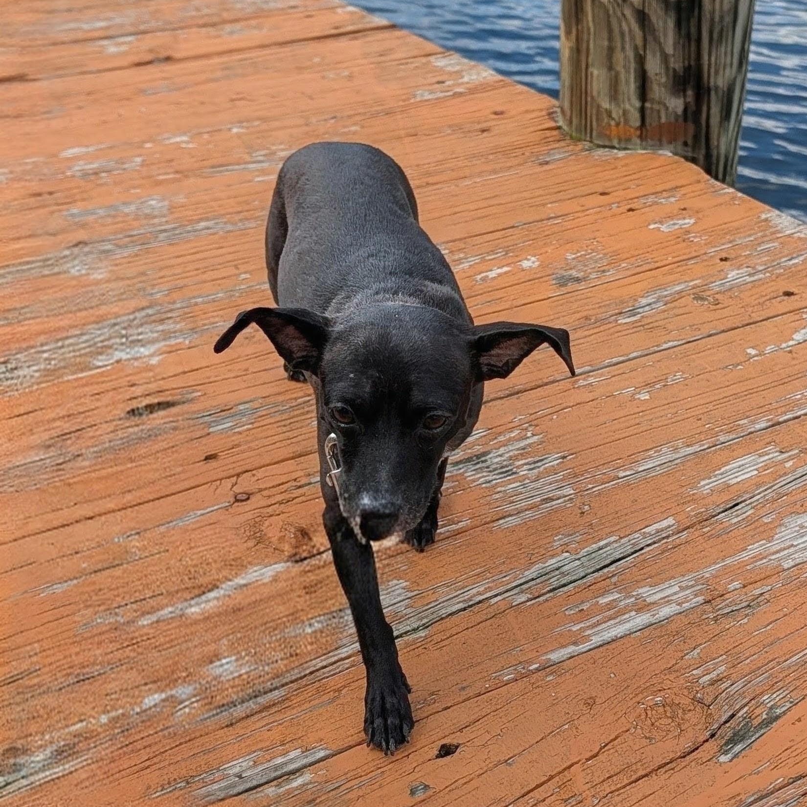 Enlarge Bridgette, a Adoptable mixed breed in Annapolis, MD image 5/6
