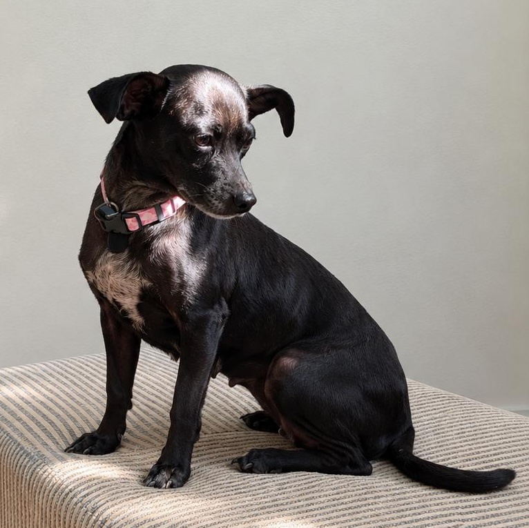 Enlarge Bridgette, a Adoptable mixed breed in Annapolis, MD image 2/6