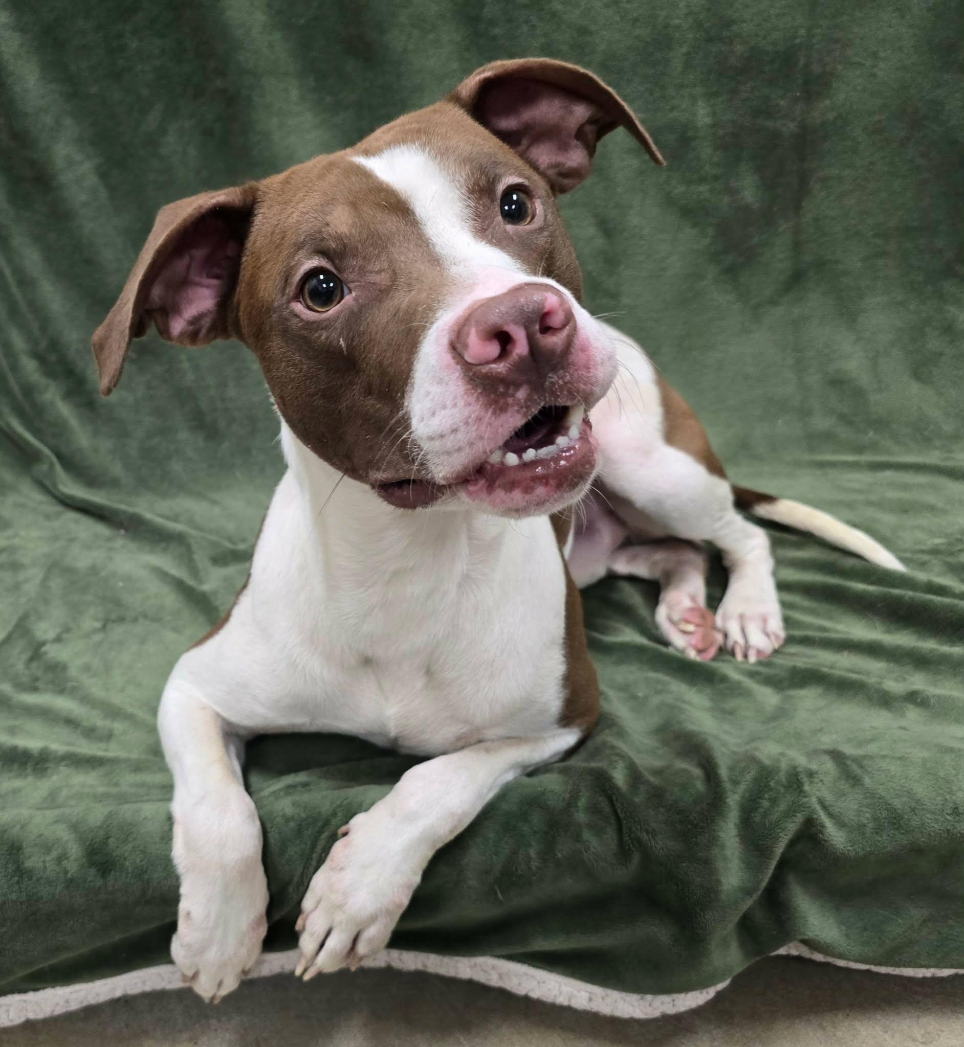 Enlarge Terry, a Adoptable Mixed Breed in Frankfort, IN image 1/4