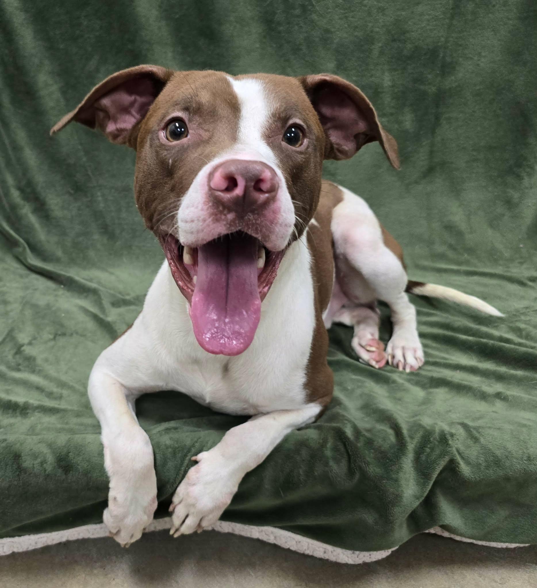 Enlarge Terry, a Adoptable Mixed Breed in Frankfort, IN image 4/4