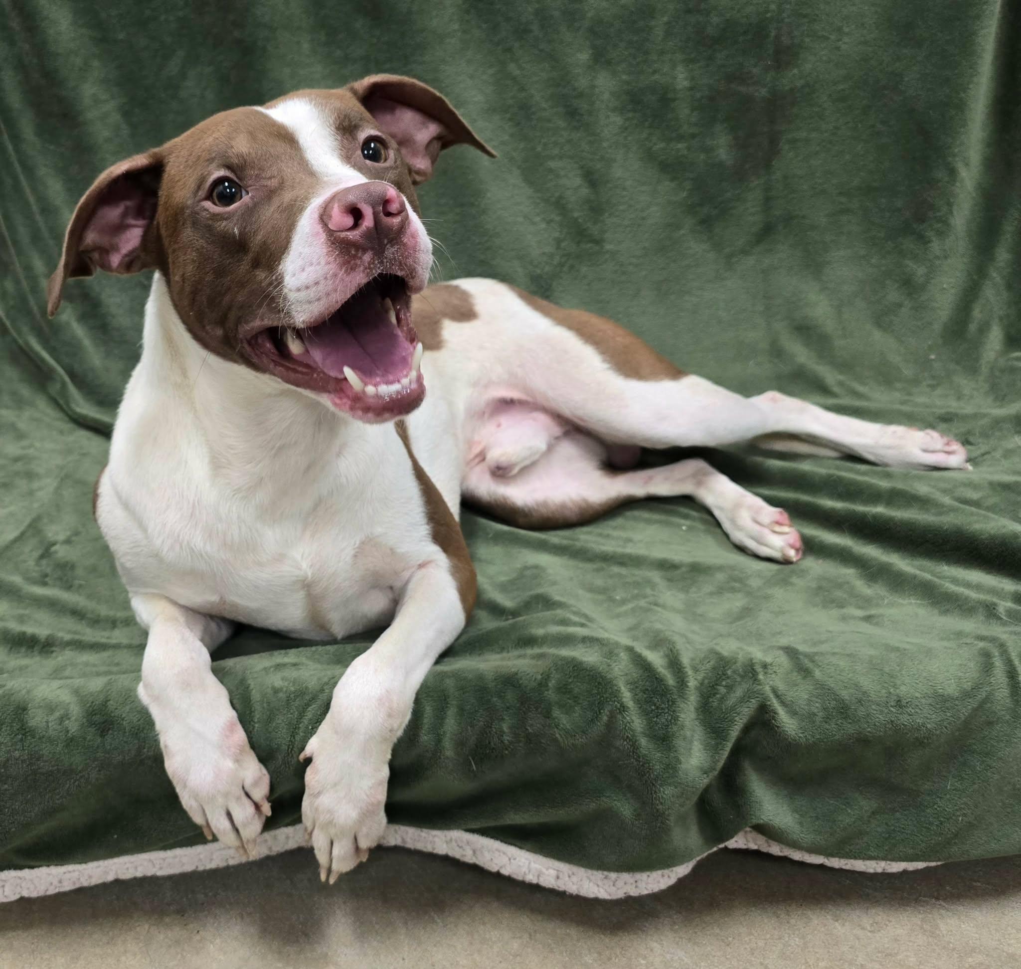 Enlarge Terry, a Adoptable Mixed Breed in Frankfort, IN image 2/4