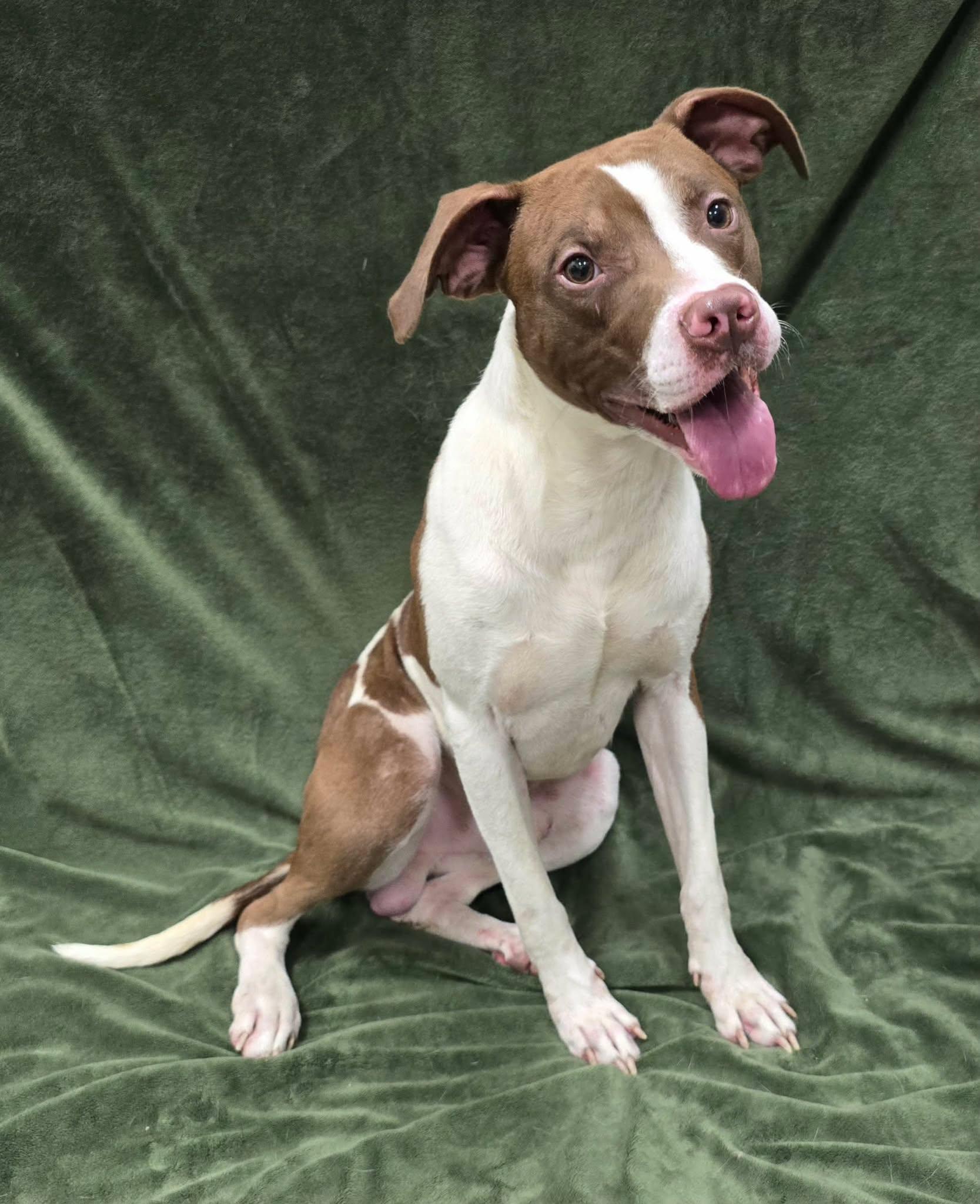 Enlarge Terry, a Adoptable Mixed Breed in Frankfort, IN image 3/4