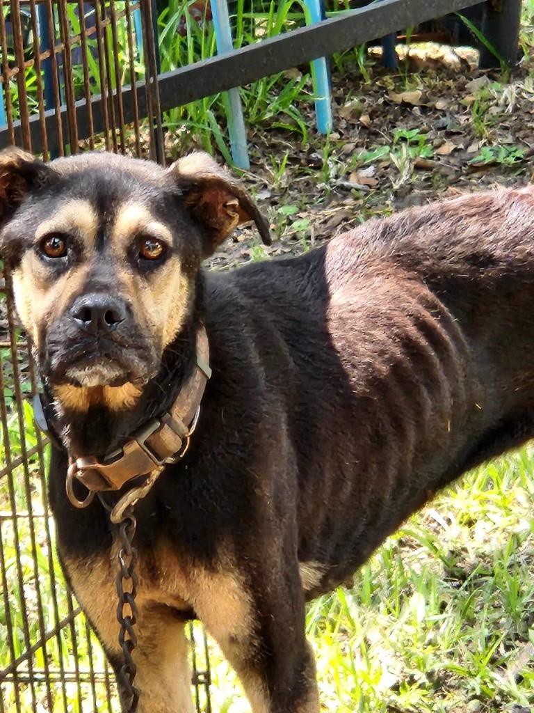 Enlarge Angel, a Adoptable mixed breed in St. Augustine, FL image 1/4